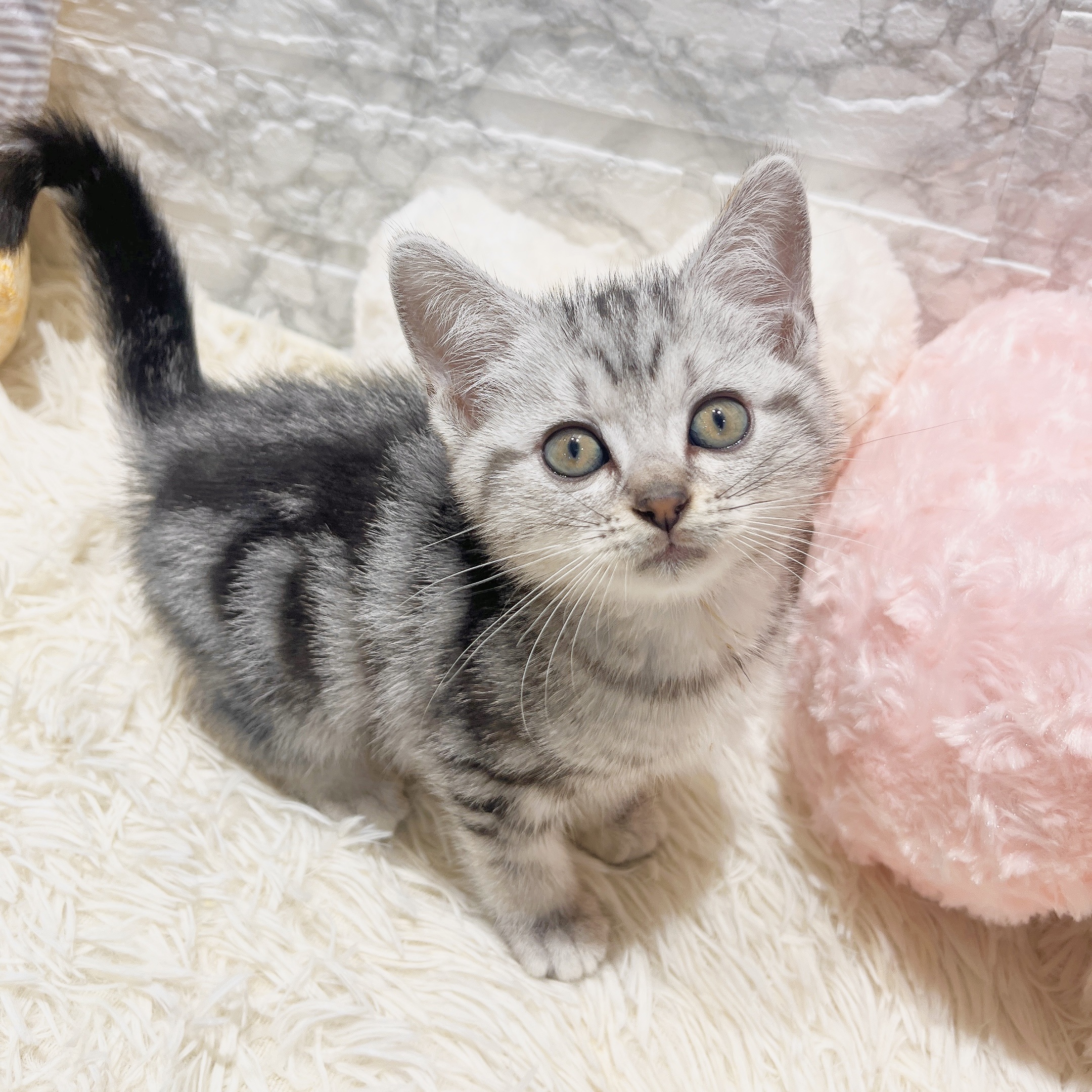 愛知県のアメリカンショートヘアー (犬の家＆猫の里MiO香久山店/2025年7月23日生まれ/女の子/シルバータビー)の子猫の4枚目の画像
