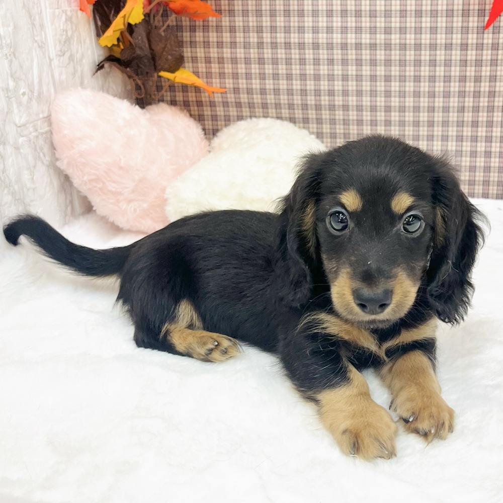 愛知県のミニチュアダックスフンド(ロング) (犬の家＆猫の里エアポートウォーク店/2025年7月22日生まれ/男の子/ブラックタン)の子犬の4枚目の画像