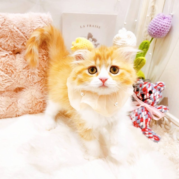 福井県のスコティッシュフォールド (犬の家＆猫の里福井店/2025年7月20日生まれ/女の子/レッドタビーホワイト)の子猫の4枚目の画像