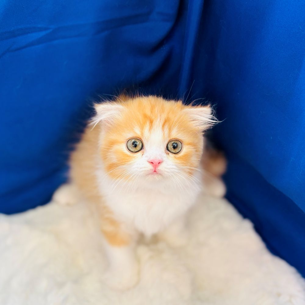 愛知県のスコティッシュフォールド (犬の家＆猫の里愛知刈谷店/2025年7月20日生まれ/男の子/レッドタビーホワイト)の子猫の4枚目の画像