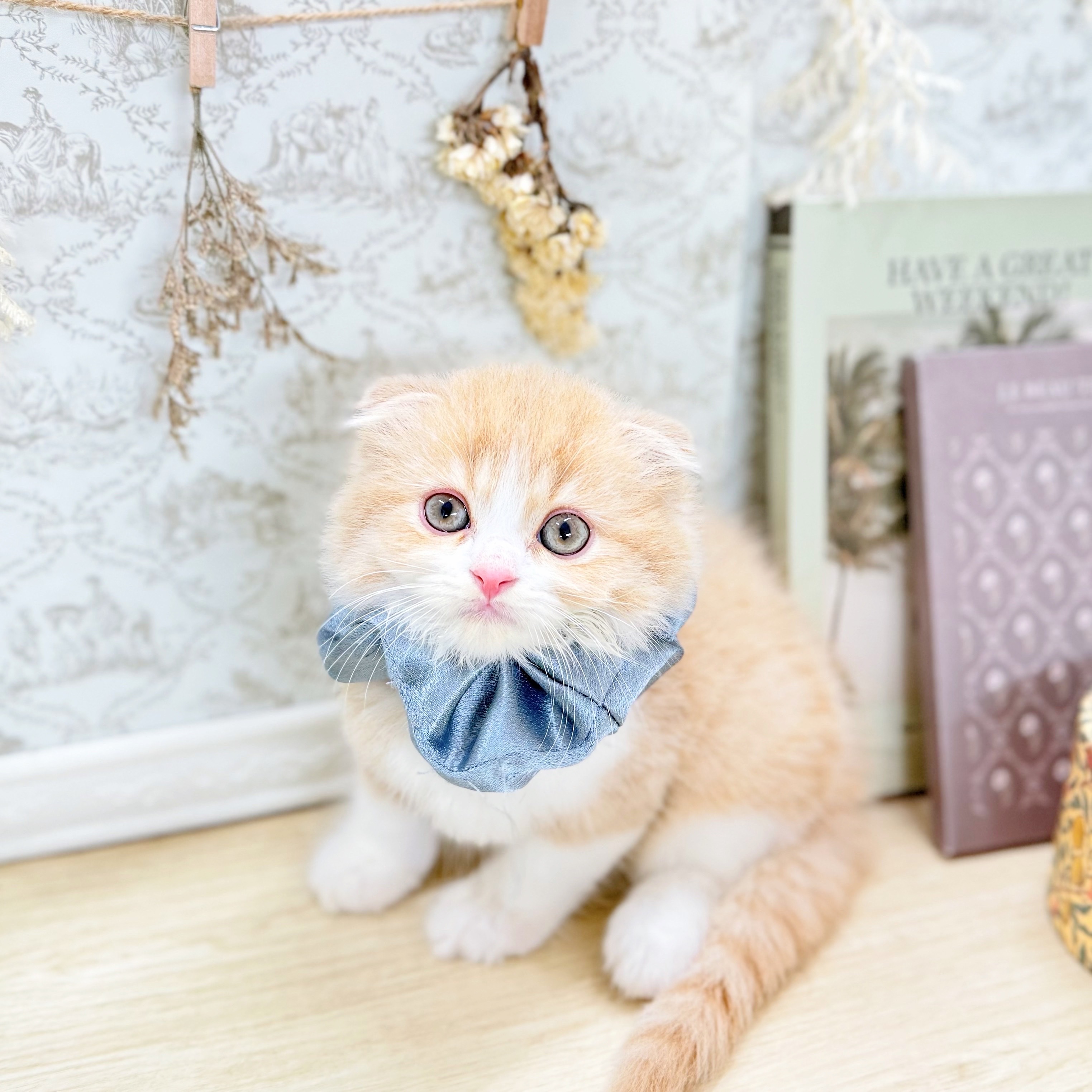 福井県のスコティッシュフォールド (犬の家＆猫の里アミーゴ福井大和田店/2025年7月13日生まれ/男の子/クリームタビーホワイト)の子猫の1枚目の画像
