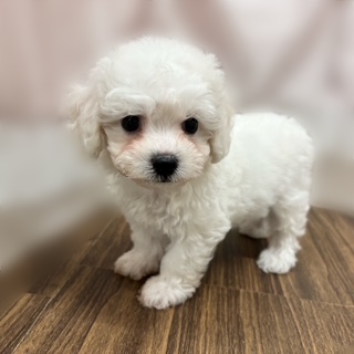 兵庫県のビションフリーゼ (犬の家＆猫の里カナート西神戸店/2025年7月23日生まれ/女の子/ホワイト)の子犬の4枚目の画像