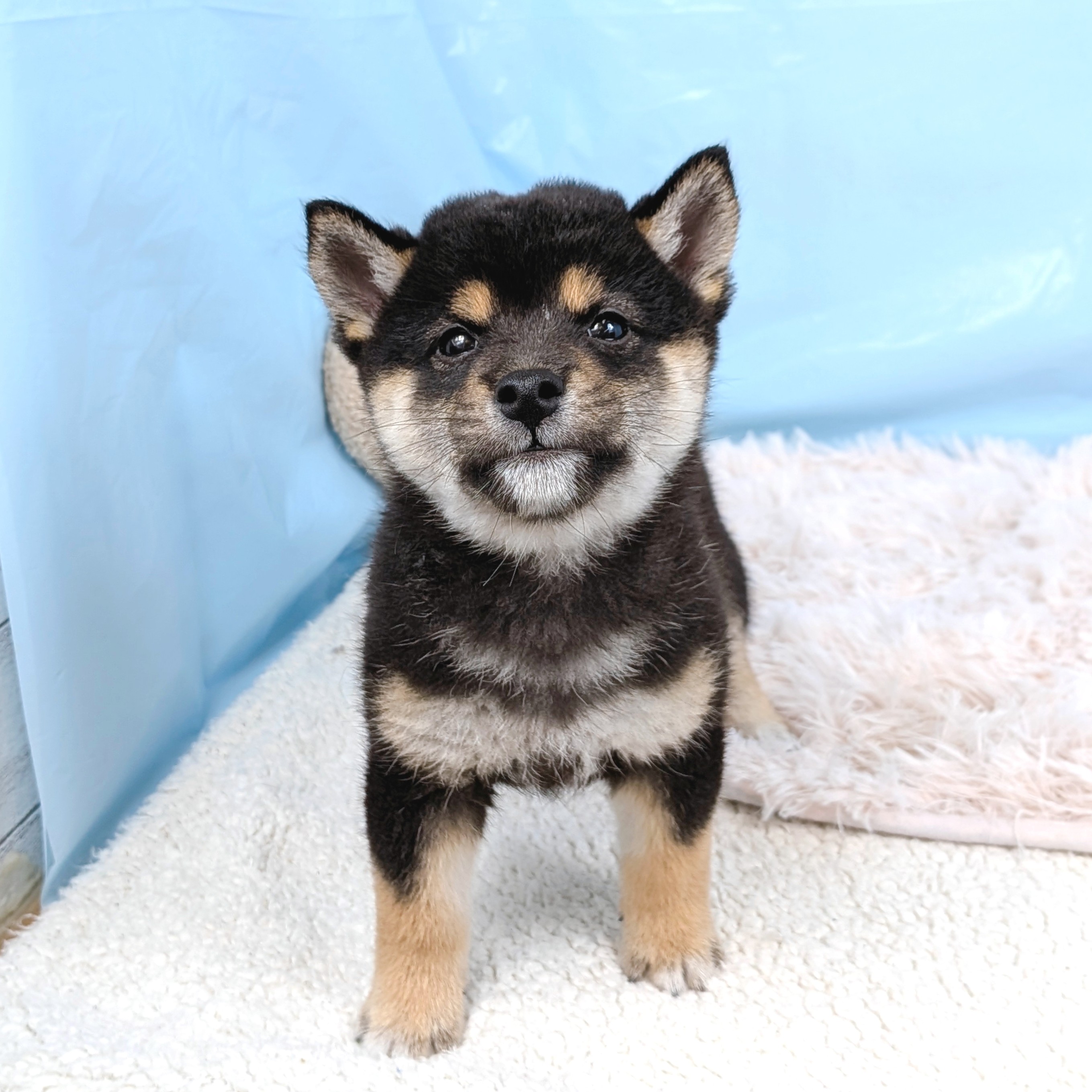 兵庫県の柴犬(標準サイズ) (犬の家＆猫の里川西店/2025年7月23日生まれ/男の子/黒)の子犬の4枚目の画像
