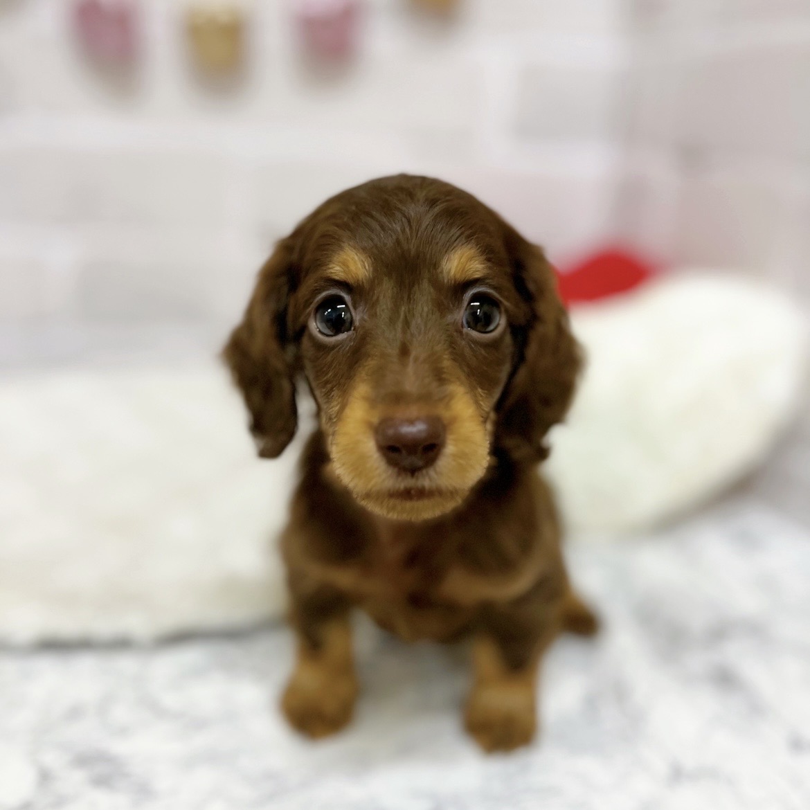 京都府のミニチュアダックスフンド(ロング) (犬の家＆猫の里京都精華店/2025年7月9日生まれ/男の子/ブラウンタン)の子犬の4枚目の画像