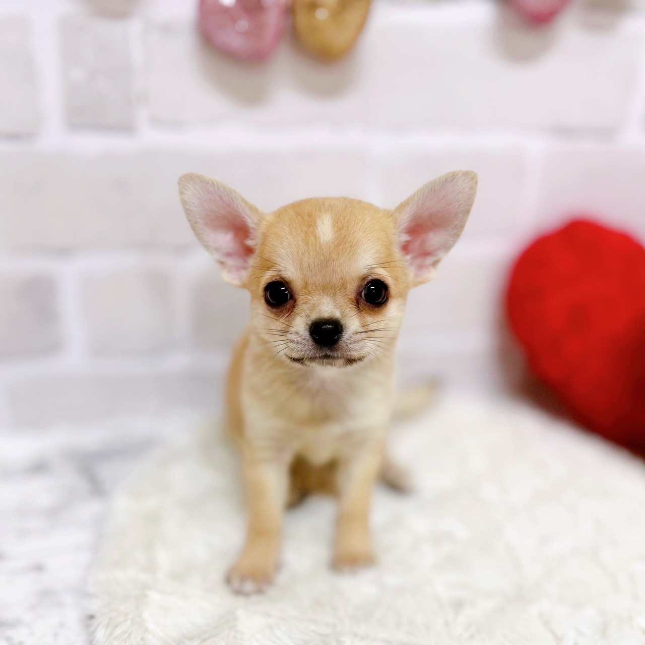 京都府のチワワ(スムース) (犬の家＆猫の里京都精華店/2025年7月24日生まれ/男の子/フォーン)の子犬の1枚目の画像