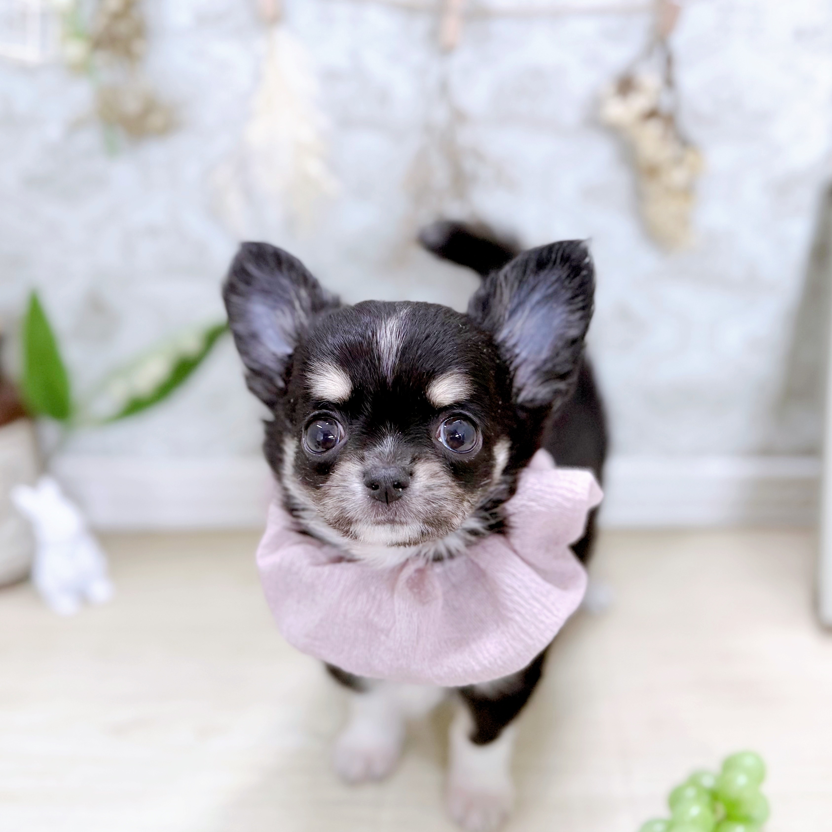 福井県のチワワ(ロング) (犬の家＆猫の里アミーゴ福井大和田店/2025年7月23日生まれ/女の子/ブラックタンホワイト)の子犬の4枚目の画像