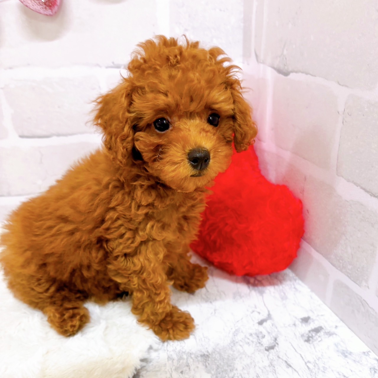 京都府のトイプードル(トイ) (犬の家＆猫の里京都精華店/2025年7月20日生まれ/女の子/レッドフォーン)の子犬の4枚目の画像