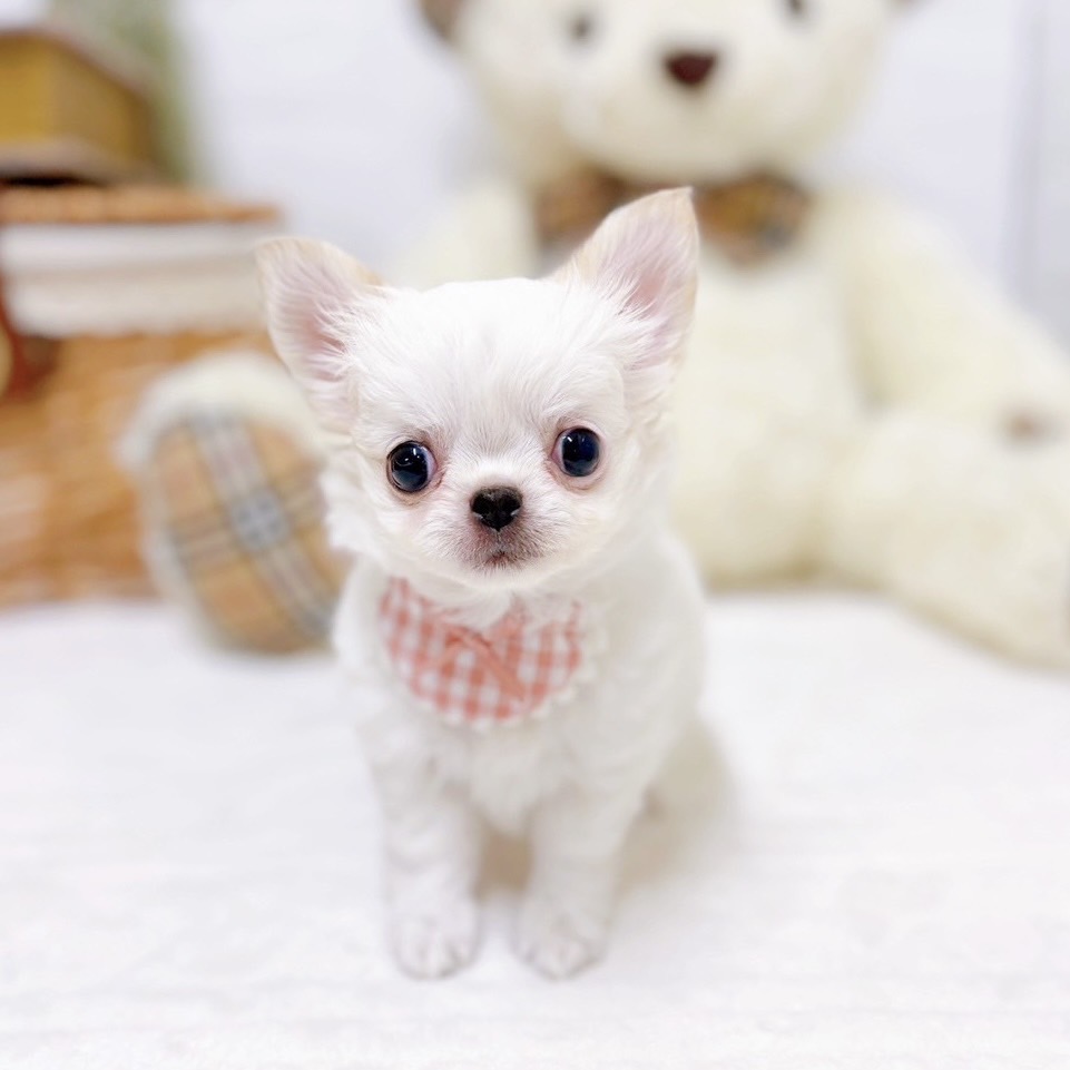 滋賀県のチワワ(ロング) (犬の家＆猫の里近江八幡店/2025年7月24日生まれ/女の子/ホワイトクリーム)の子犬の4枚目の画像