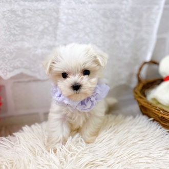 滋賀県のマルチーズ (犬の家＆猫の里長浜店/2025年7月22日生まれ/男の子/ホワイト)の子犬の4枚目の画像