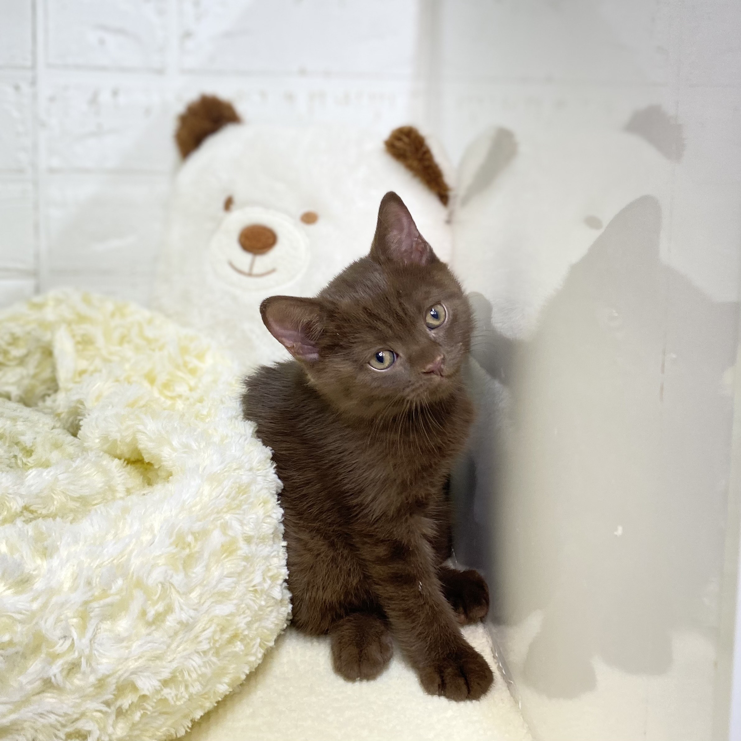 長野県のブリティッシュショートヘアー (犬の家＆猫の里長野店/2025年7月24日生まれ/男の子/チョコレート)の子猫の4枚目の画像