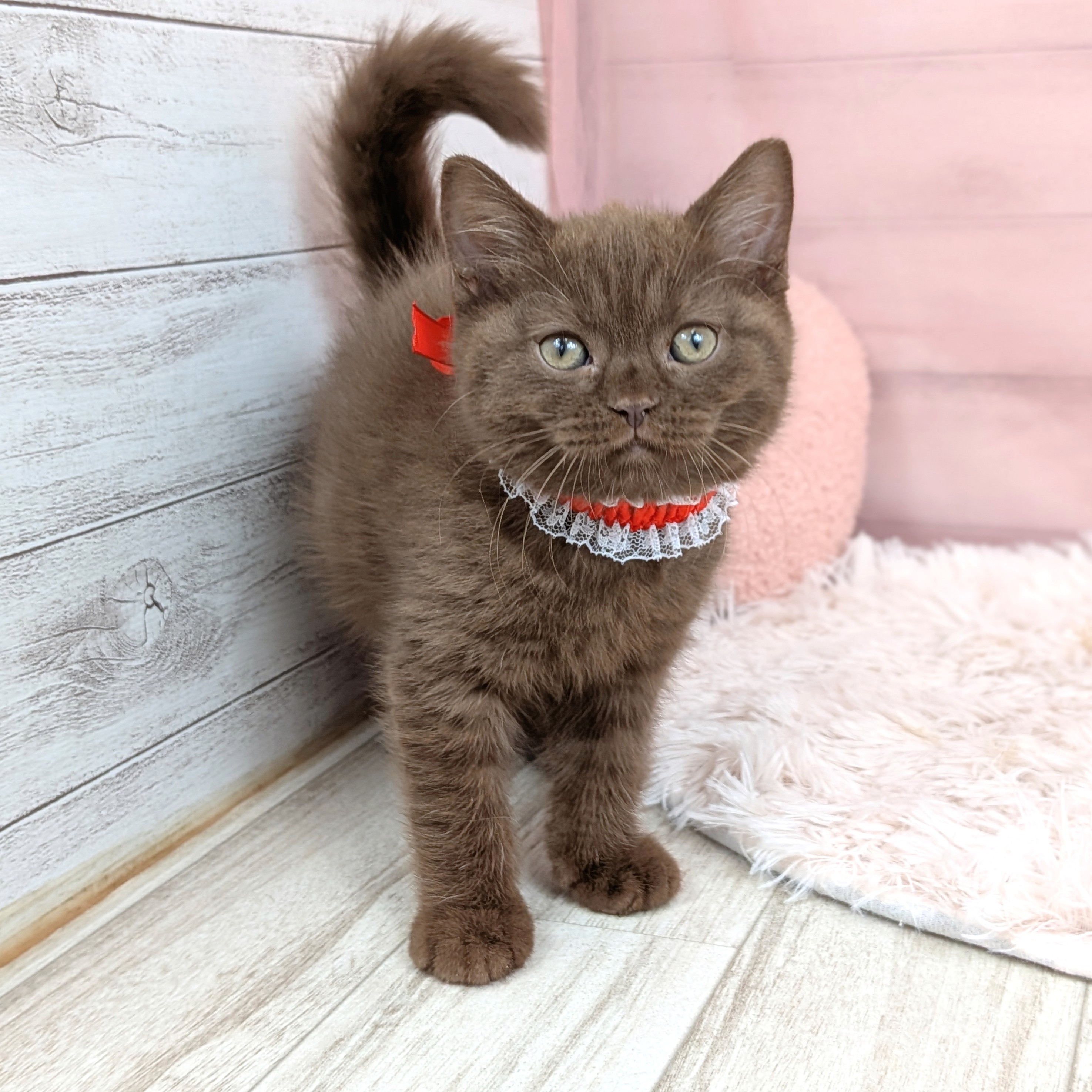 兵庫県のブリティッシュショートヘアー (犬の家＆猫の里川西店/2025年7月24日生まれ/女の子/チョコレート)の子猫の4枚目の画像