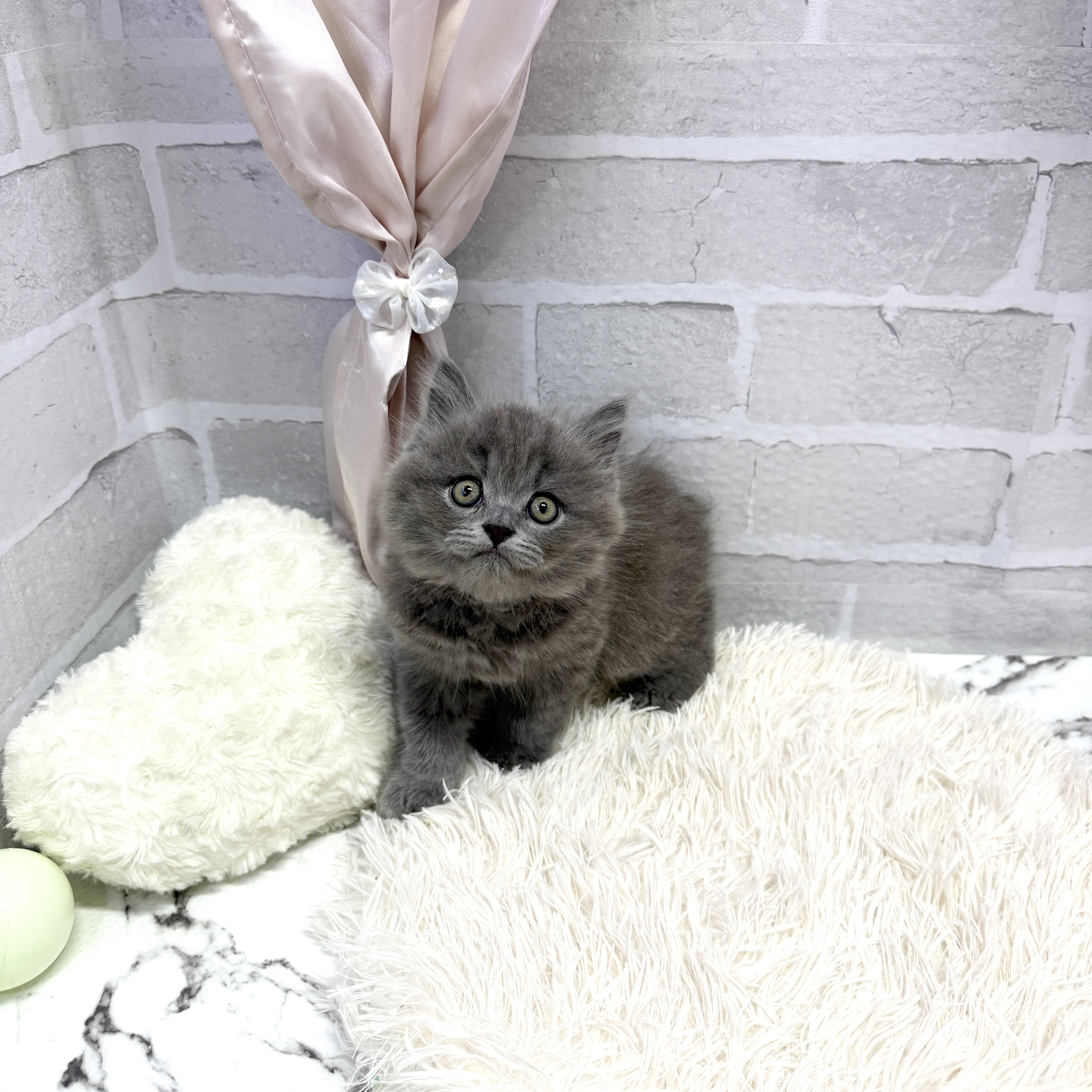 愛知県のブリティッシュロングヘアー (犬の家＆猫の里岡崎店/2025年7月23日生まれ/男の子/ブルー)の子猫の4枚目の画像
