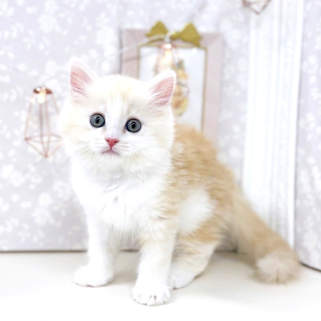富山県のミヌエット (犬の家＆猫の里アミーゴ高岡蓮花寺店/2025年7月22日生まれ/男の子/カメオタビーホワイト)の子猫の4枚目の画像