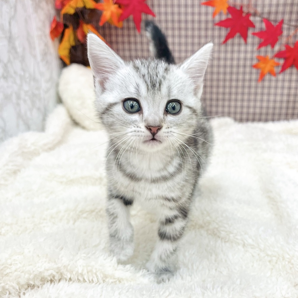 愛知県のアメリカンショートヘアー (犬の家＆猫の里エアポートウォーク店/2025年7月23日生まれ/女の子/シルバータビー)の子猫の4枚目の画像