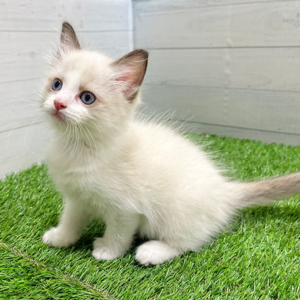 愛知県のラグドール (犬の家＆猫の里豊田店/2025年7月22日生まれ/男の子/シールポイントバイカラー)の子猫の4枚目の画像