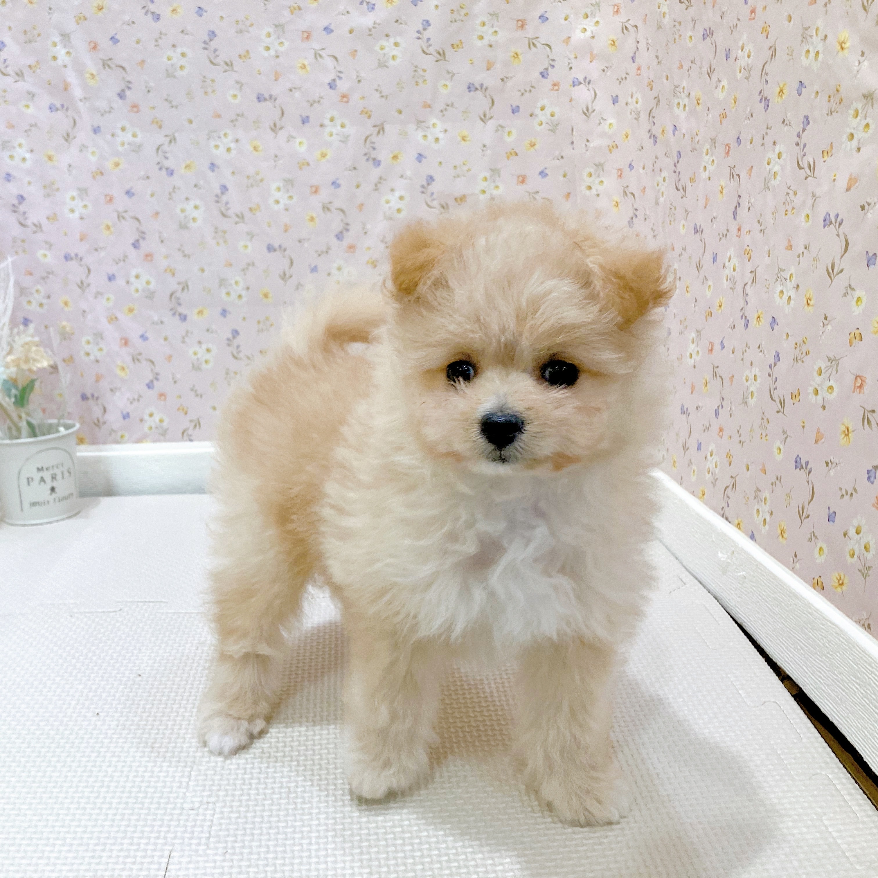 石川県のポメプー(ポメラニアン×プードル) (犬の家＆猫の里金沢店/2025年7月26日生まれ/女の子/クリーム)の子犬の4枚目の画像