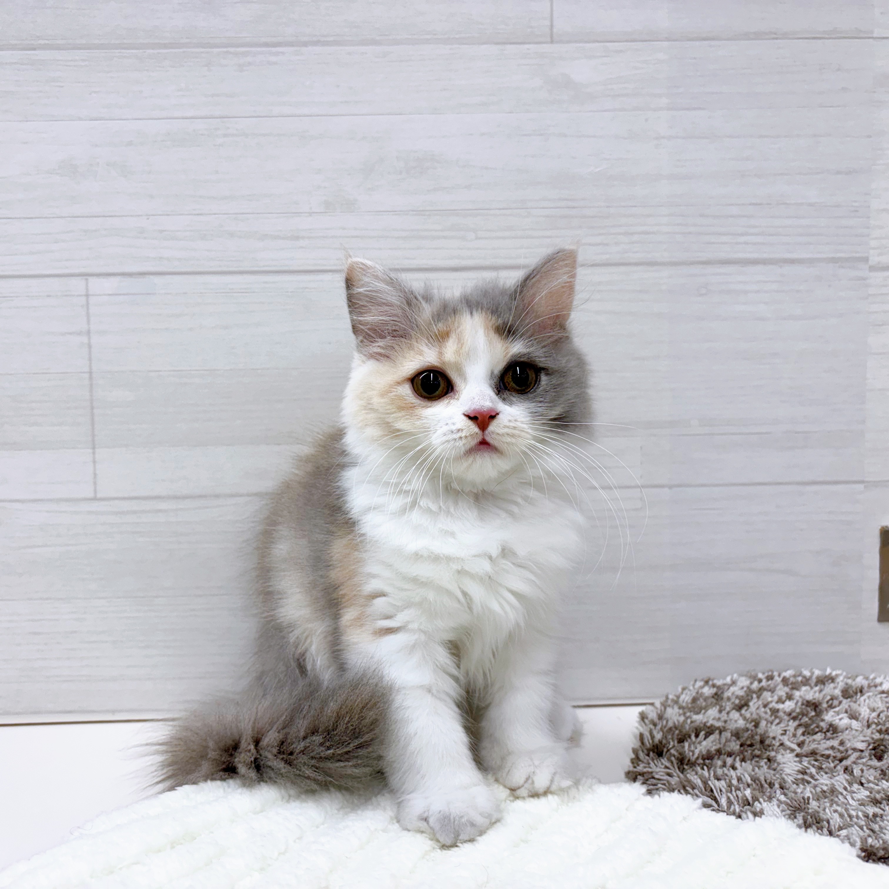 石川県のスコティッシュフォールド (犬の家＆猫の里アミーゴ金沢おこばた店/2025年7月16日生まれ/女の子/ブルーパッチドタビーホワイト)の子猫の4枚目の画像