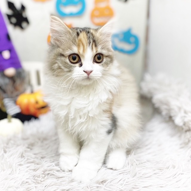 静岡県のスコティッシュフォールド (犬の家＆猫の里藤枝店/2025年7月16日生まれ/女の子/ブラウンパッチドタビーホワイト)の子猫の4枚目の画像