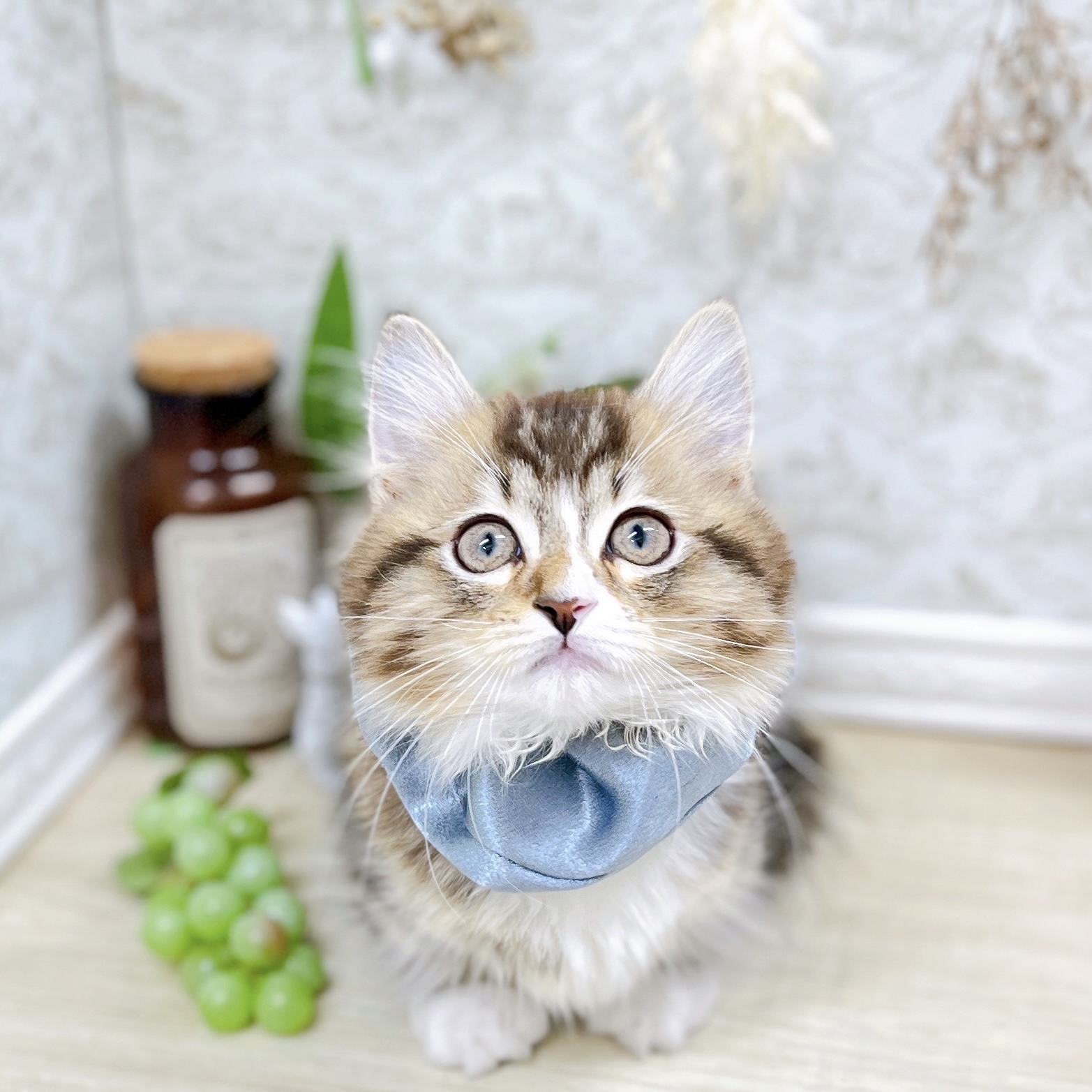 福井県のマンチカン (犬の家＆猫の里アミーゴ福井大和田店/2025年7月26日生まれ/男の子/ブラウンタビーホワイト)の子猫の4枚目の画像