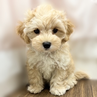 兵庫県のマルプー(マルチーズ×プードル) (犬の家＆猫の里カナート西神戸店/2025年7月22日生まれ/女の子/アプリコット)の子犬の4枚目の画像