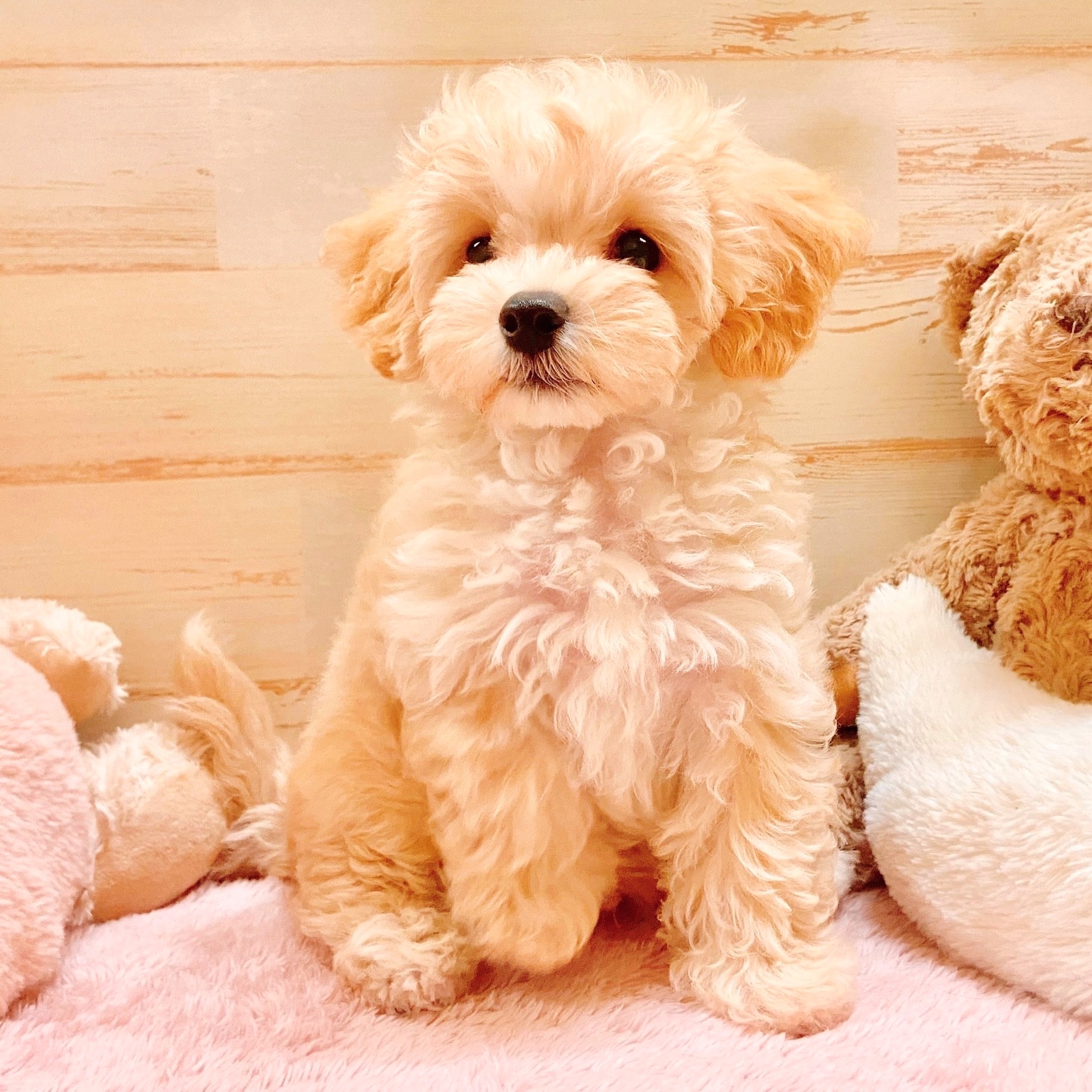 兵庫県のマルプー(マルチーズ×プードル) (犬の家＆猫の里神戸店/2025年7月22日生まれ/男の子/クリーム)の子犬の4枚目の画像