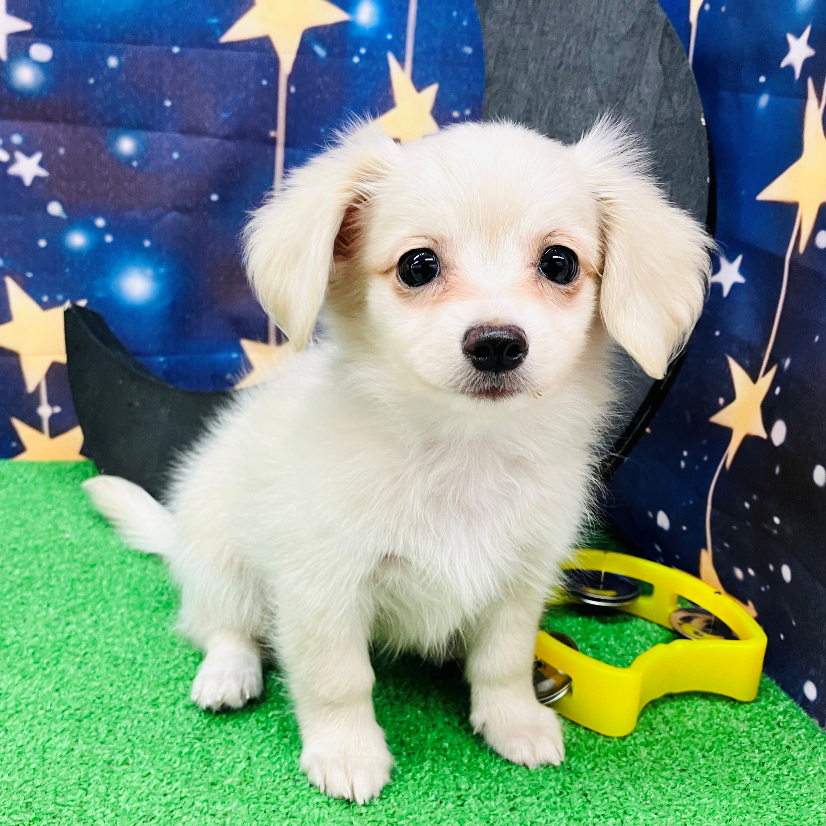 愛知県のチワックス(チワワ×ダックス) (犬の家＆猫の里名古屋天白店/2025年7月24日生まれ/男の子/クリーム)の子犬の1枚目の画像