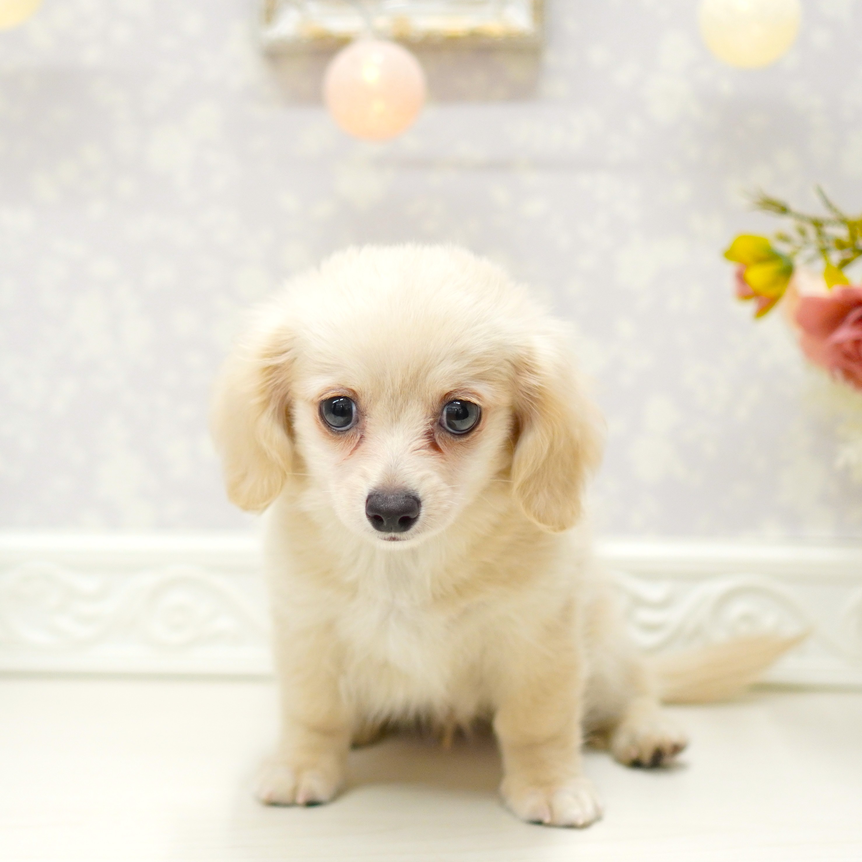 富山県のチワックス(チワワ×ダックス) (犬の家＆猫の里アミーゴ山室店/2025年7月24日生まれ/男の子/クリーム)の子犬の4枚目の画像
