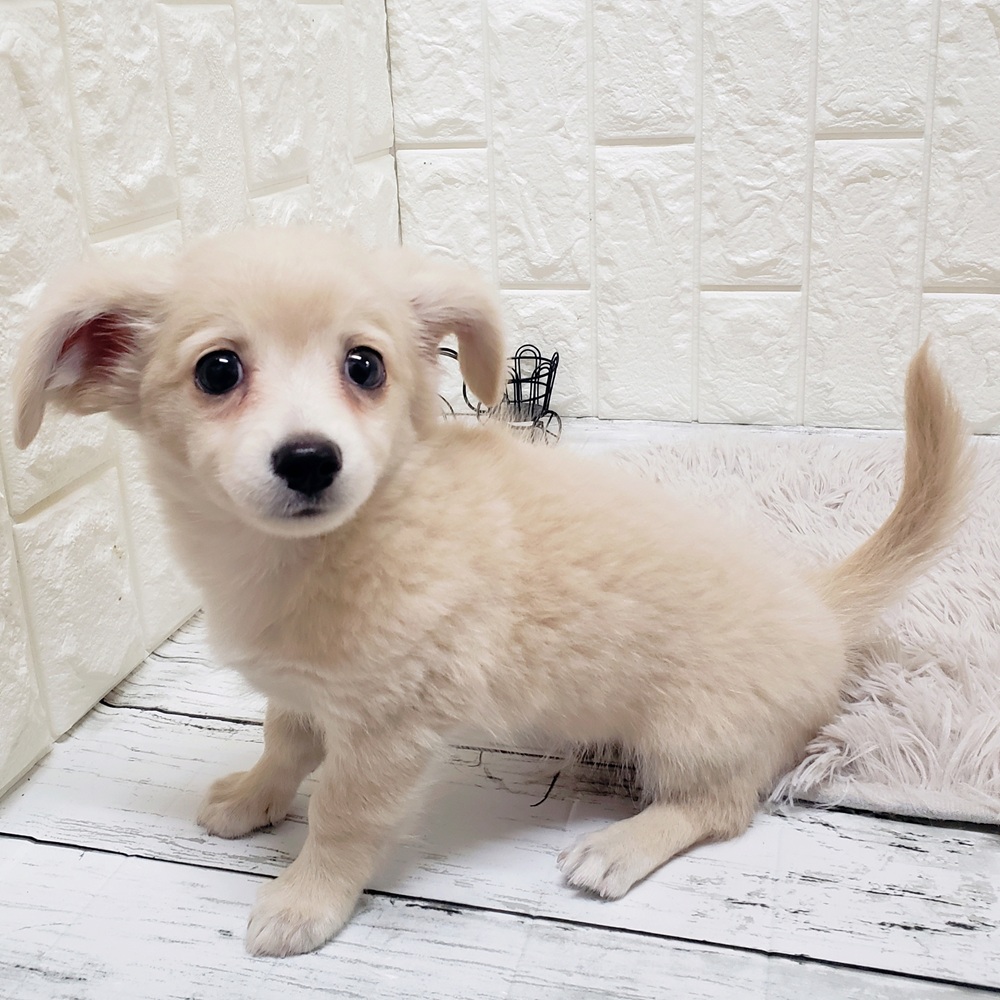 岡山県のチワックス(チワワ×ダックス) (犬の家＆猫の里岡山店/2025年7月26日生まれ/男の子/クリーム)の子犬の4枚目の画像