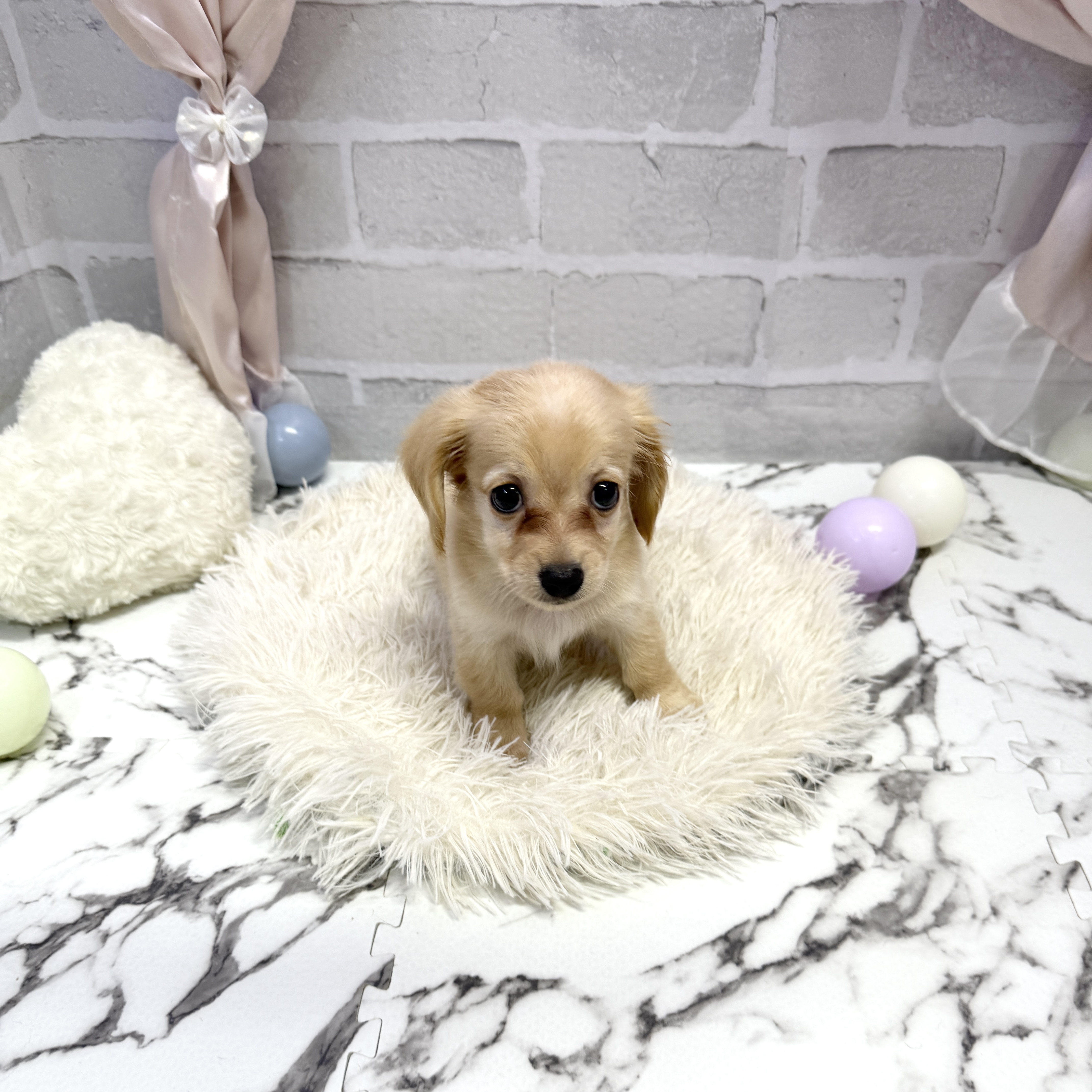 愛知県のチワックス(チワワ×ダックス) (犬の家＆猫の里岡崎店/2025年7月27日生まれ/男の子/クリームホワイト)の子犬の4枚目の画像