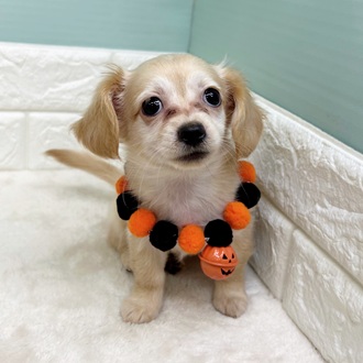 静岡県のチワックス(チワワ×ダックス) (犬の家＆猫の里マークイズ静岡店/2025年7月27日生まれ/女の子/クリームホワイト)の子犬の4枚目の画像