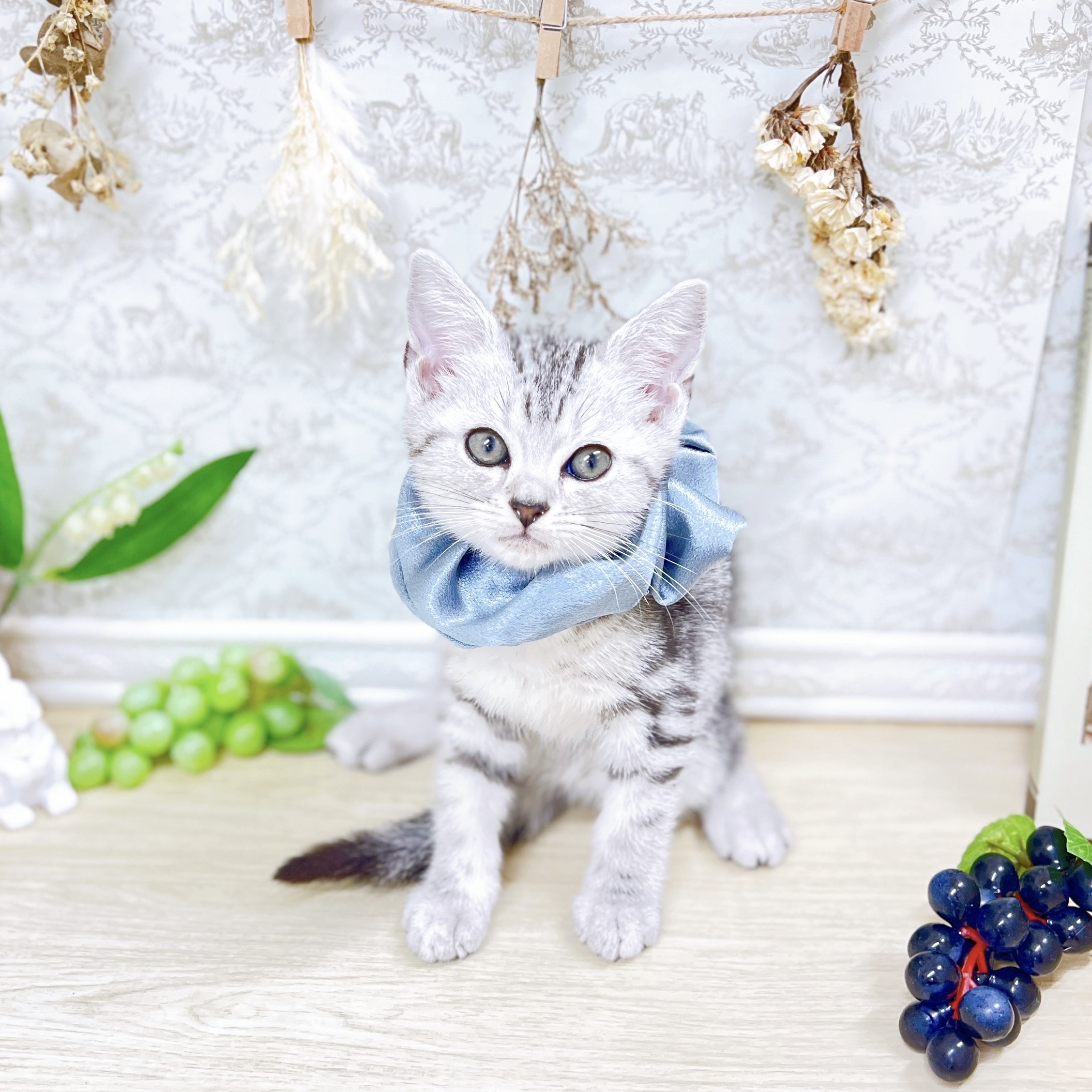 福井県のアメリカンショートヘアー (犬の家＆猫の里アミーゴ福井大和田店/2025年7月19日生まれ/男の子/シルバータビー)の子猫の4枚目の画像
