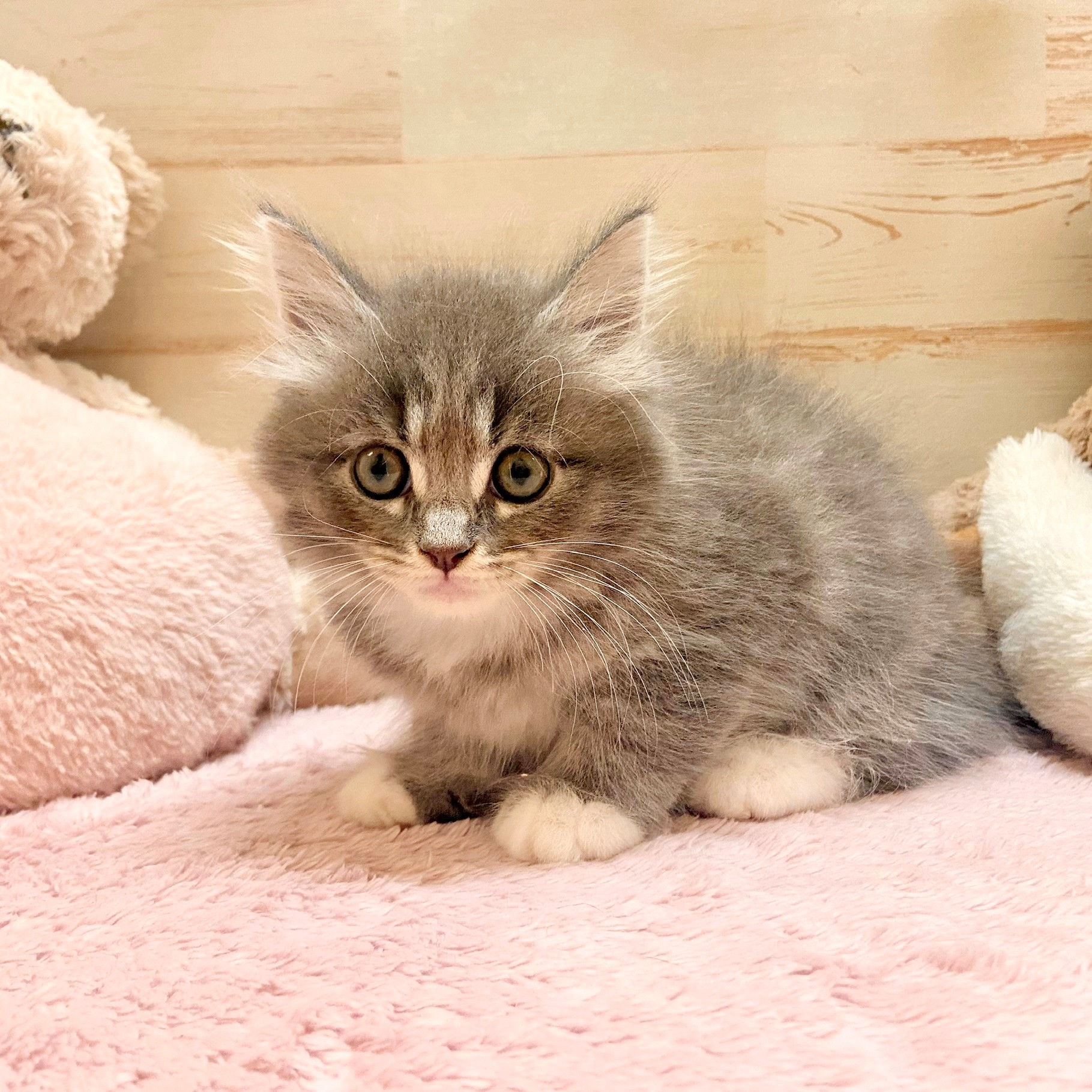 兵庫県のミヌエット (犬の家＆猫の里神戸店/2025年7月27日生まれ/男の子/ブルータビーホワイト)の子猫の1枚目の画像