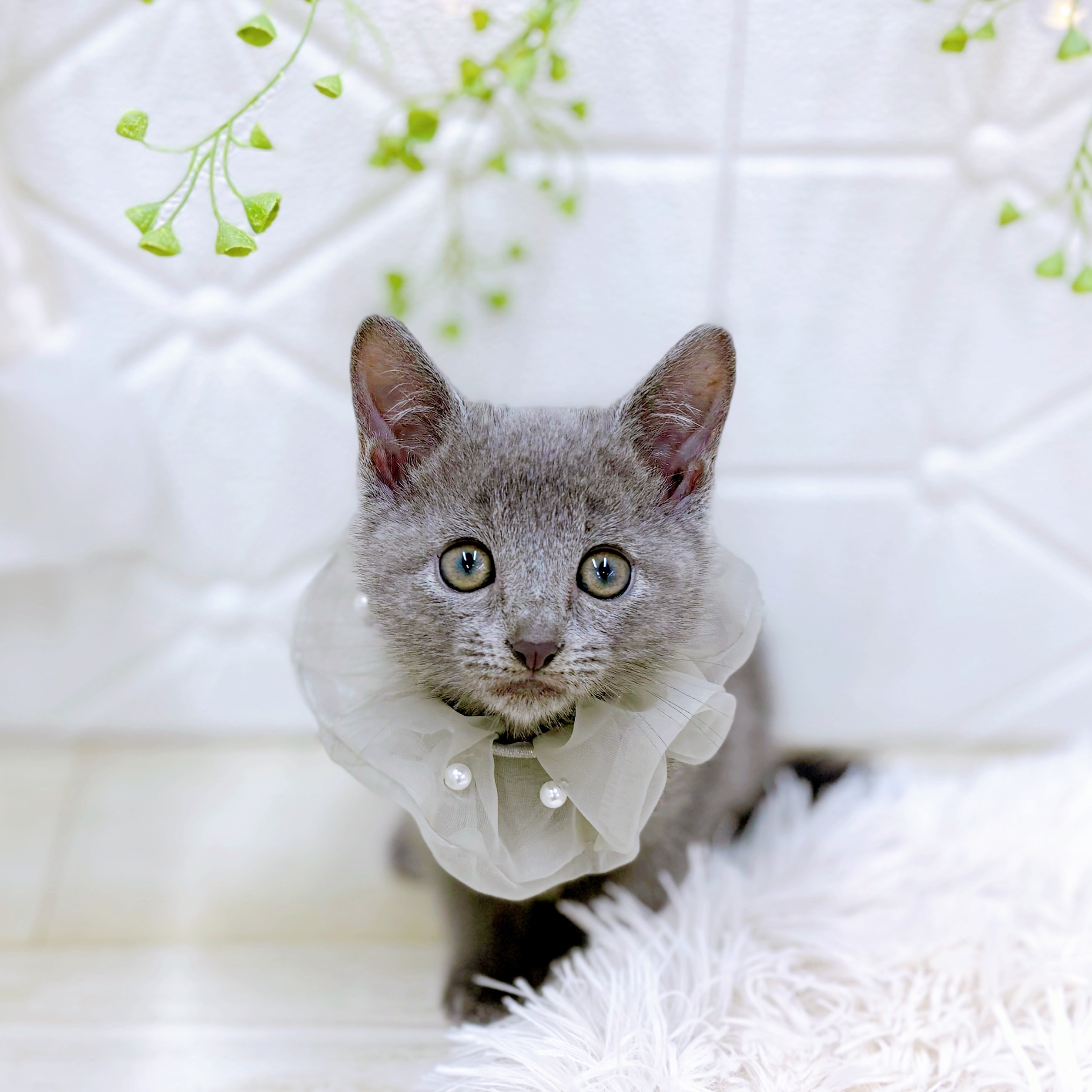 福井県のロシアンブルー (犬の家＆猫の里アミーゴ福井店/2025年7月27日生まれ/男の子/ブルー)の子猫の1枚目の画像