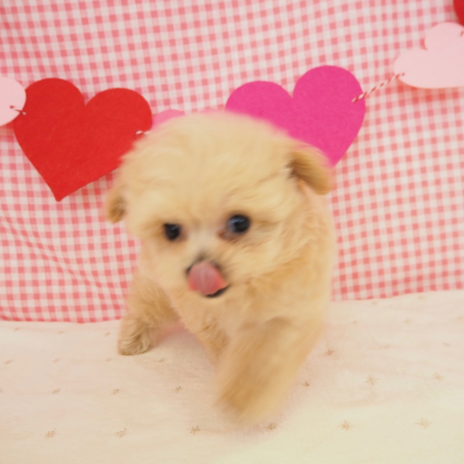 大阪府のポメプー(ポメラニアン×プードル) (犬の家＆猫の里もりのみやキューズモールBASE店/2025年7月20日生まれ/男の子/クリーム)の子犬の4枚目の画像