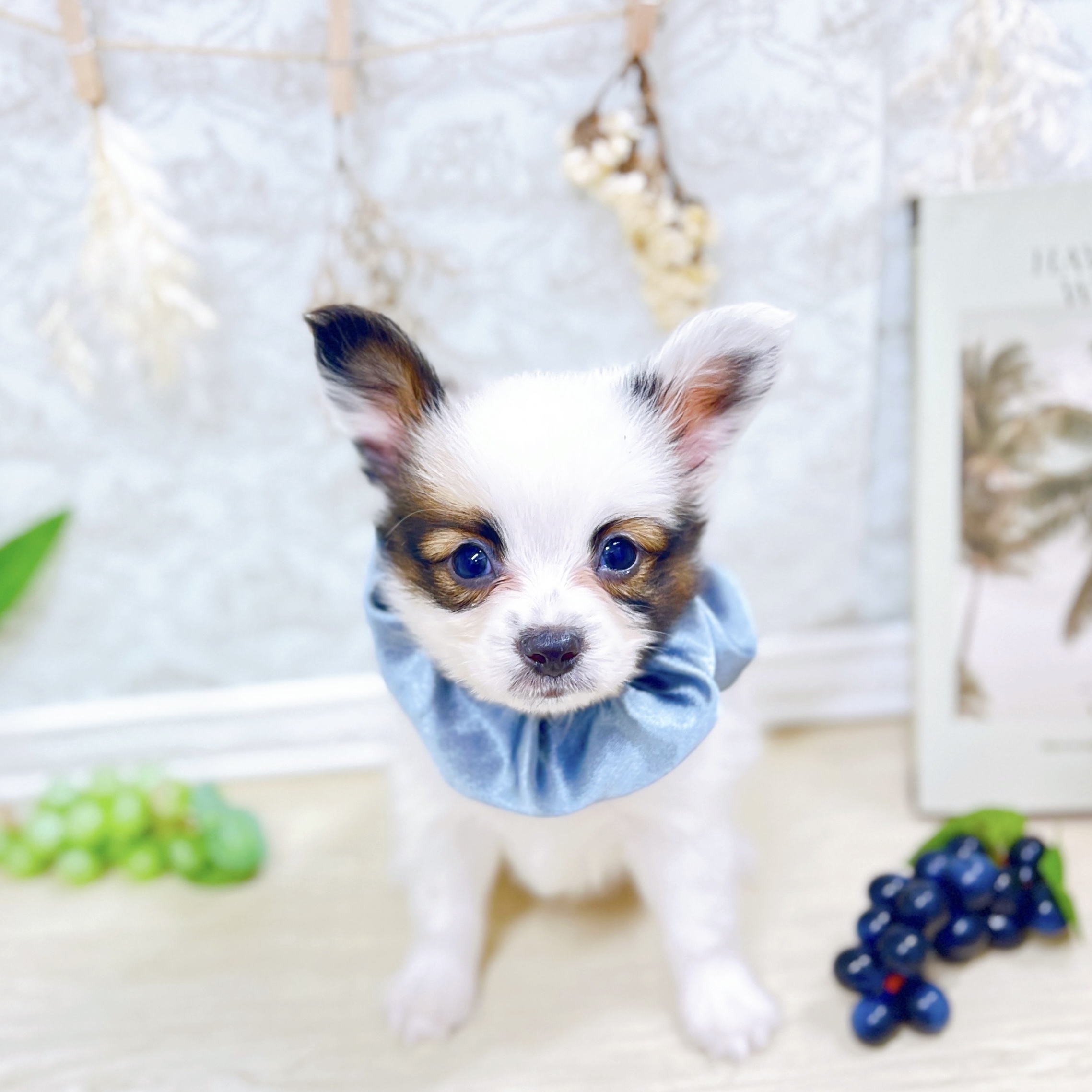 福井県のパピヨン (犬の家＆猫の里アミーゴ福井大和田店/2025年7月27日生まれ/男の子/ホワイトブラウン)の子犬の1枚目の画像