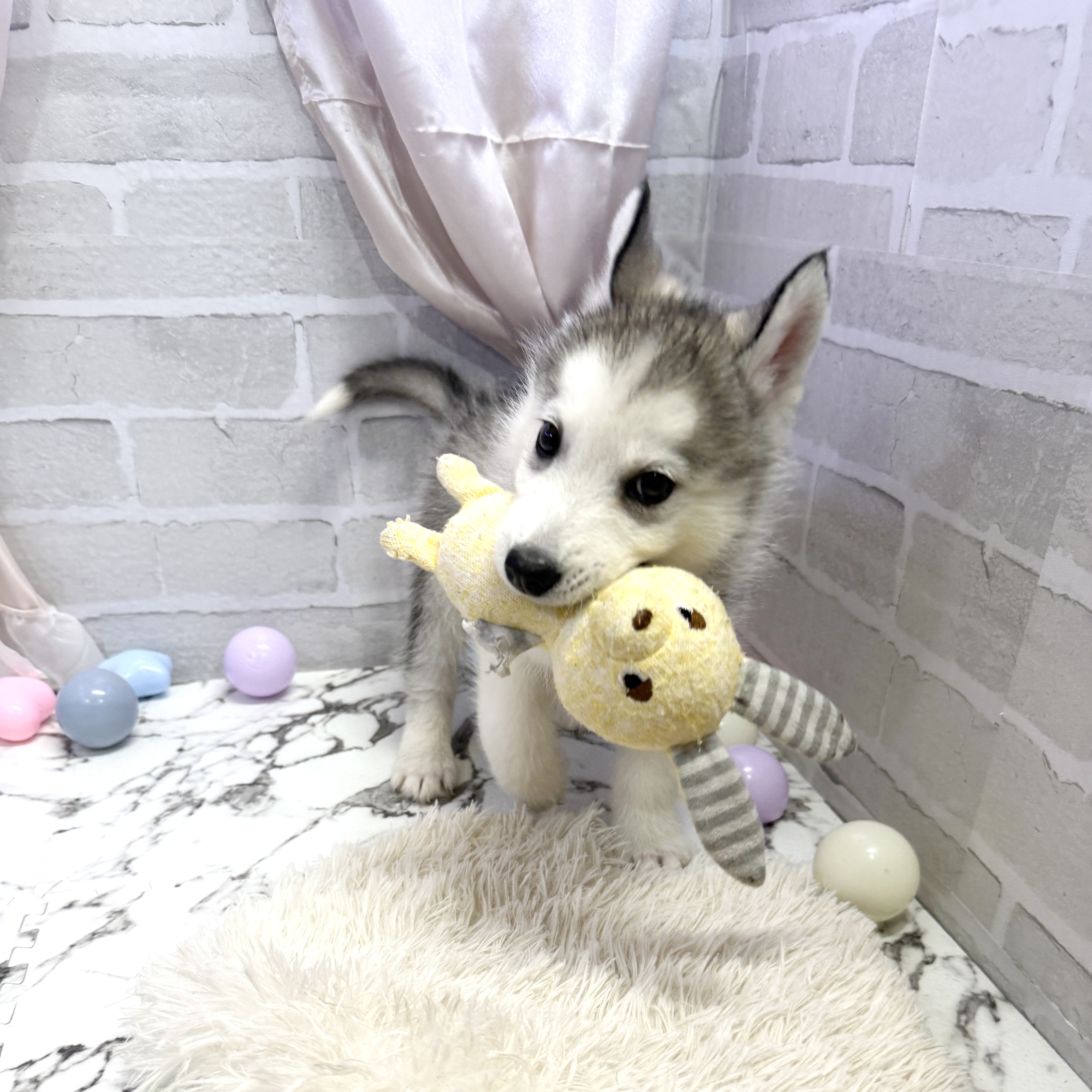 愛知県のシベリアンハスキー (犬の家＆猫の里岡崎店/2025年7月27日生まれ/男の子/ブラックホワイト)の子犬の4枚目の画像
