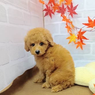 静岡県のトイプードル(トイ) (犬の家＆猫の里プレ葉ウォーク浜北店/2025年7月26日生まれ/男の子/レッド)の子犬の1枚目の画像
