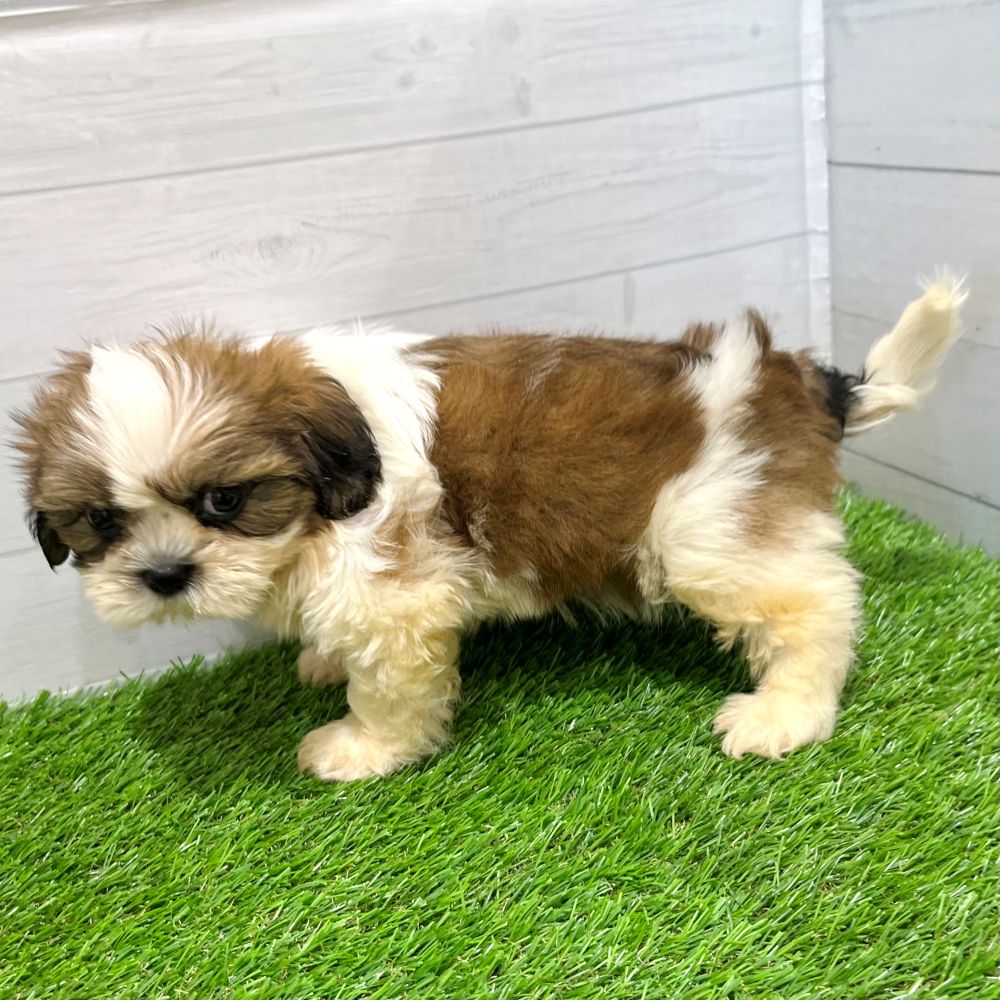 愛知県のシーズー (犬の家＆猫の里豊田店/2025年7月26日生まれ/男の子/ゴールドホワイト)の子犬の4枚目の画像