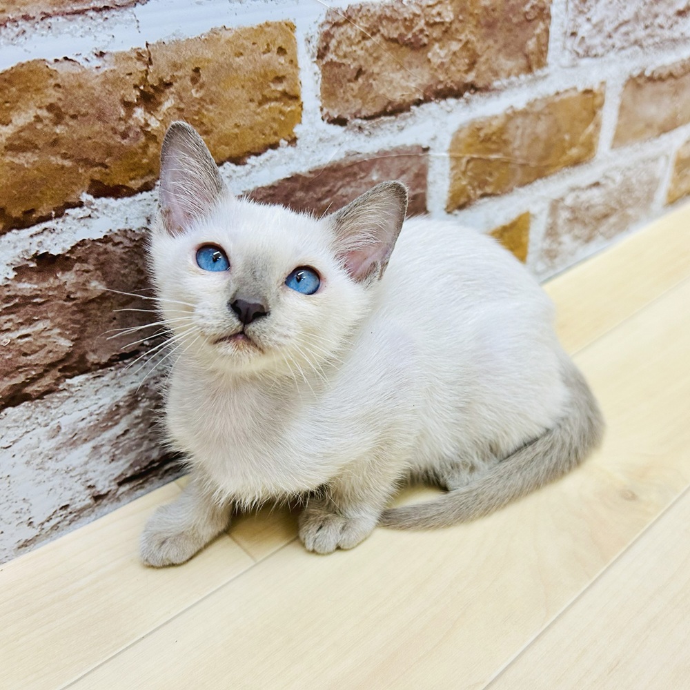 愛知県のトンキニーズ (犬の家＆猫の里七宝店/2025年7月18日生まれ/女の子/プラチナポイント)の子猫の4枚目の画像