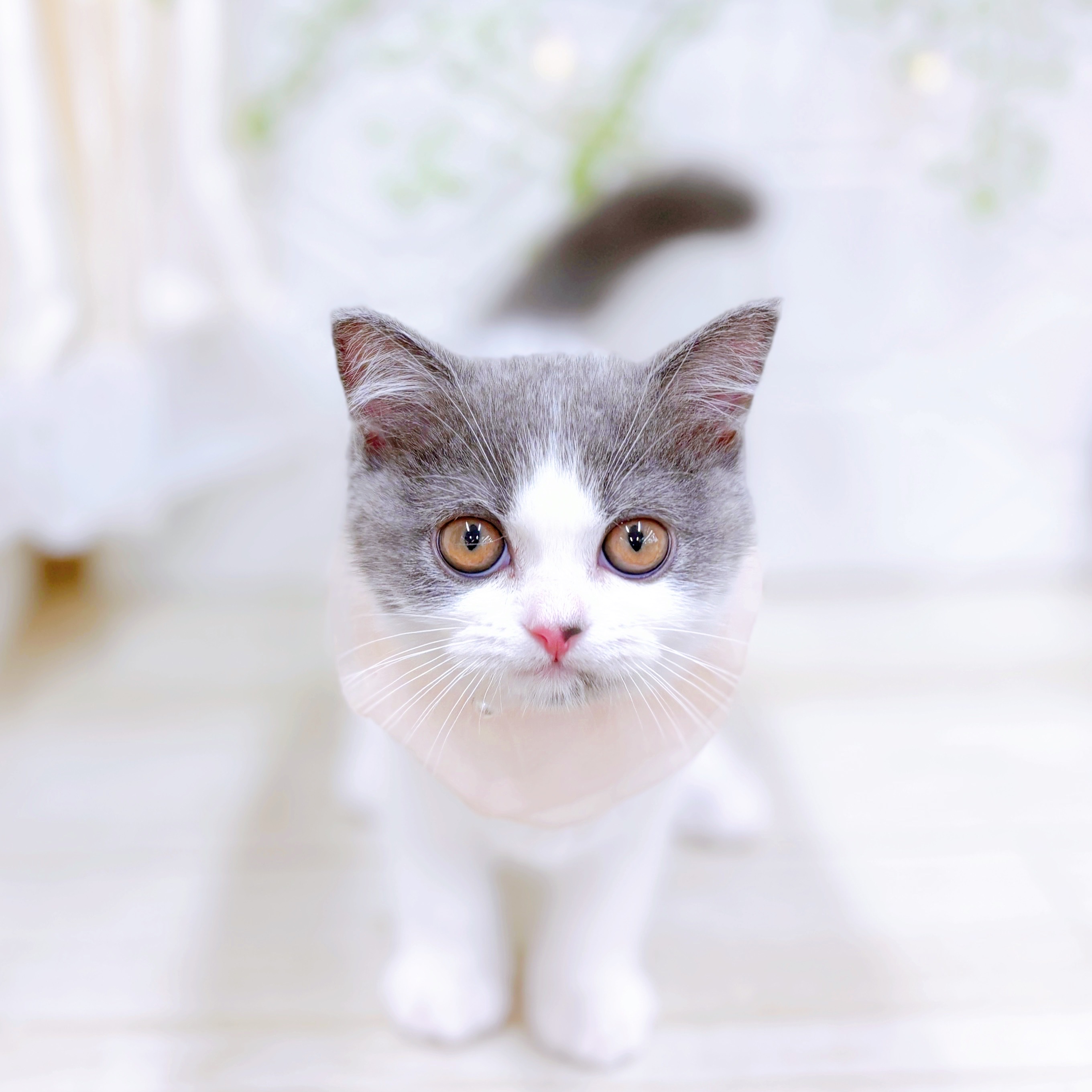 福井県のセルカークレックス (犬の家＆猫の里アミーゴ福井店/2025年7月13日生まれ/女の子/ブルーホワイト)の子猫の4枚目の画像