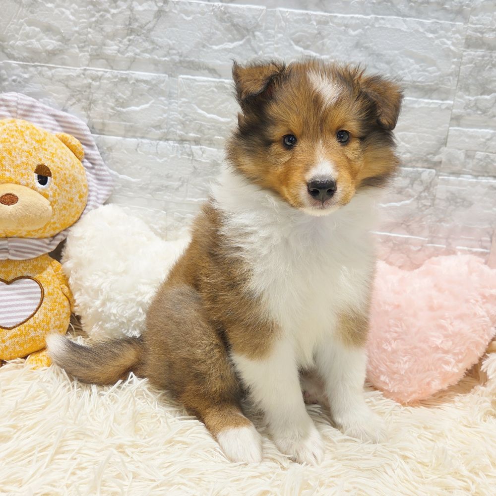 愛知県のシェットランドシープドッグ (犬の家＆猫の里MiO香久山店/2025年7月25日生まれ/女の子/セーブルホワイト)の子犬の4枚目の画像