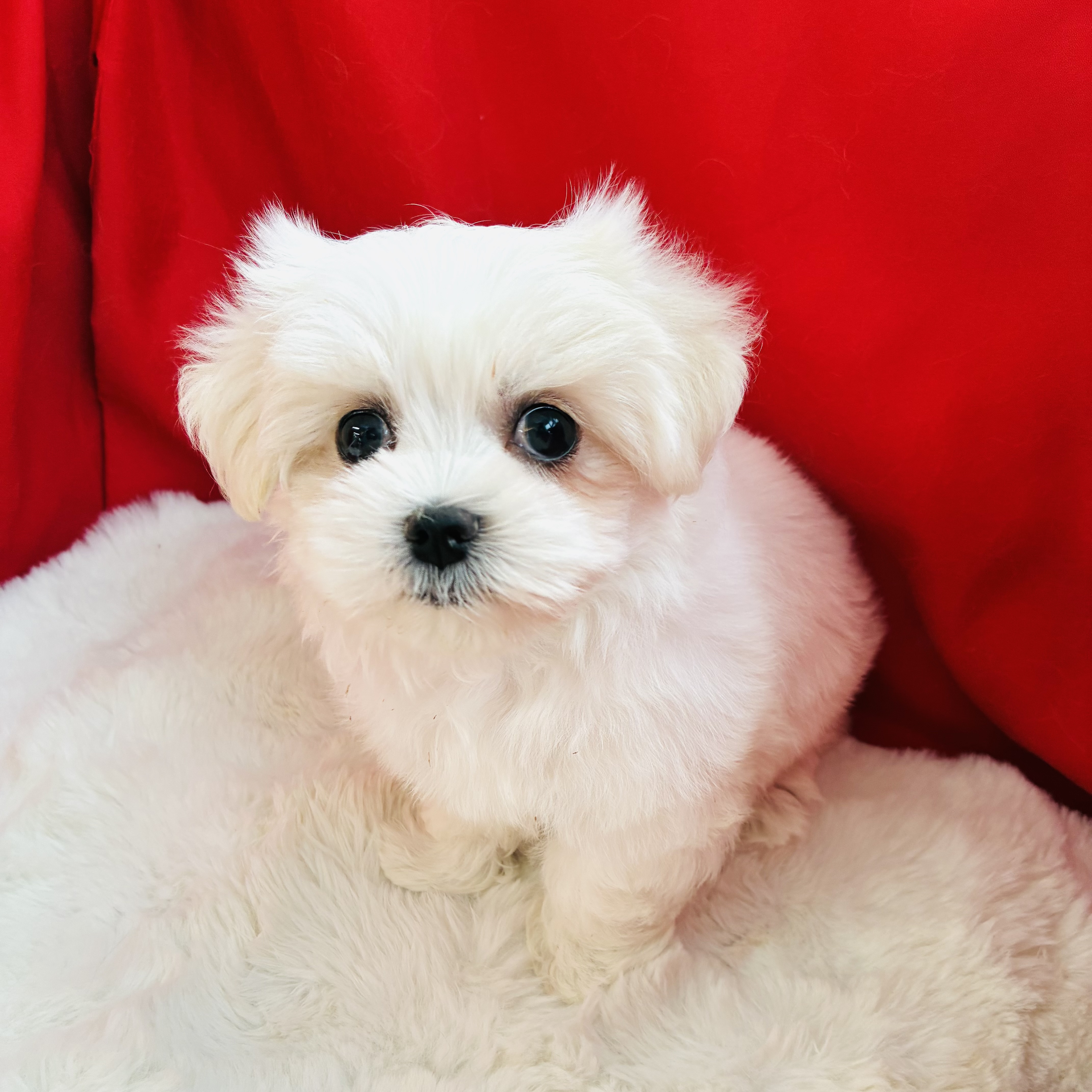 愛知県のマルチーズ (犬の家＆猫の里愛知刈谷店/2025年7月22日生まれ/女の子/ホワイト)の子犬の4枚目の画像