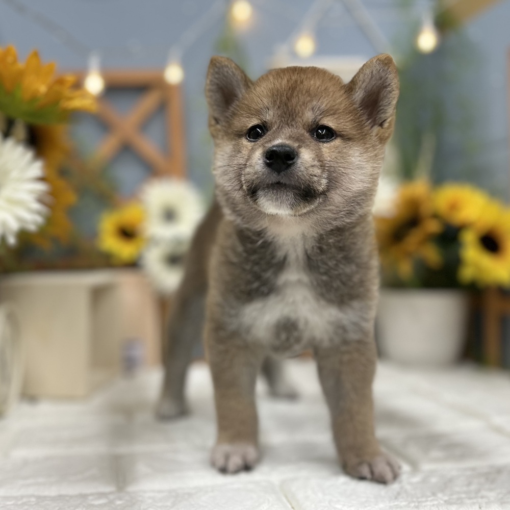 千葉県の柴犬(標準サイズ) (犬の家＆猫の里ワンズモール稲毛店/2025年7月28日生まれ/男の子/赤)の子犬