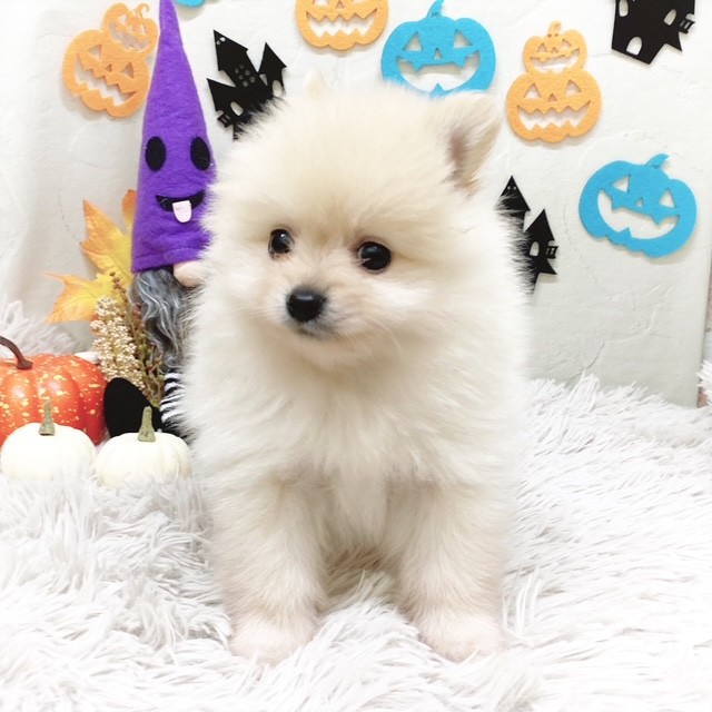 静岡県のポメラニアン (犬の家＆猫の里藤枝店/2025年7月28日生まれ/男の子/クリーム)の子犬の4枚目の画像