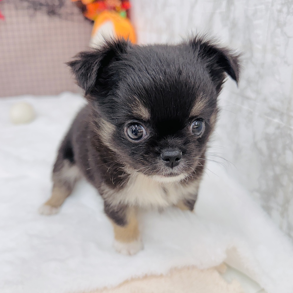 愛知県のチワワ(ロング) (犬の家＆猫の里エアポートウォーク店/2025年7月23日生まれ/男の子/ブラックタン)の子犬の4枚目の画像
