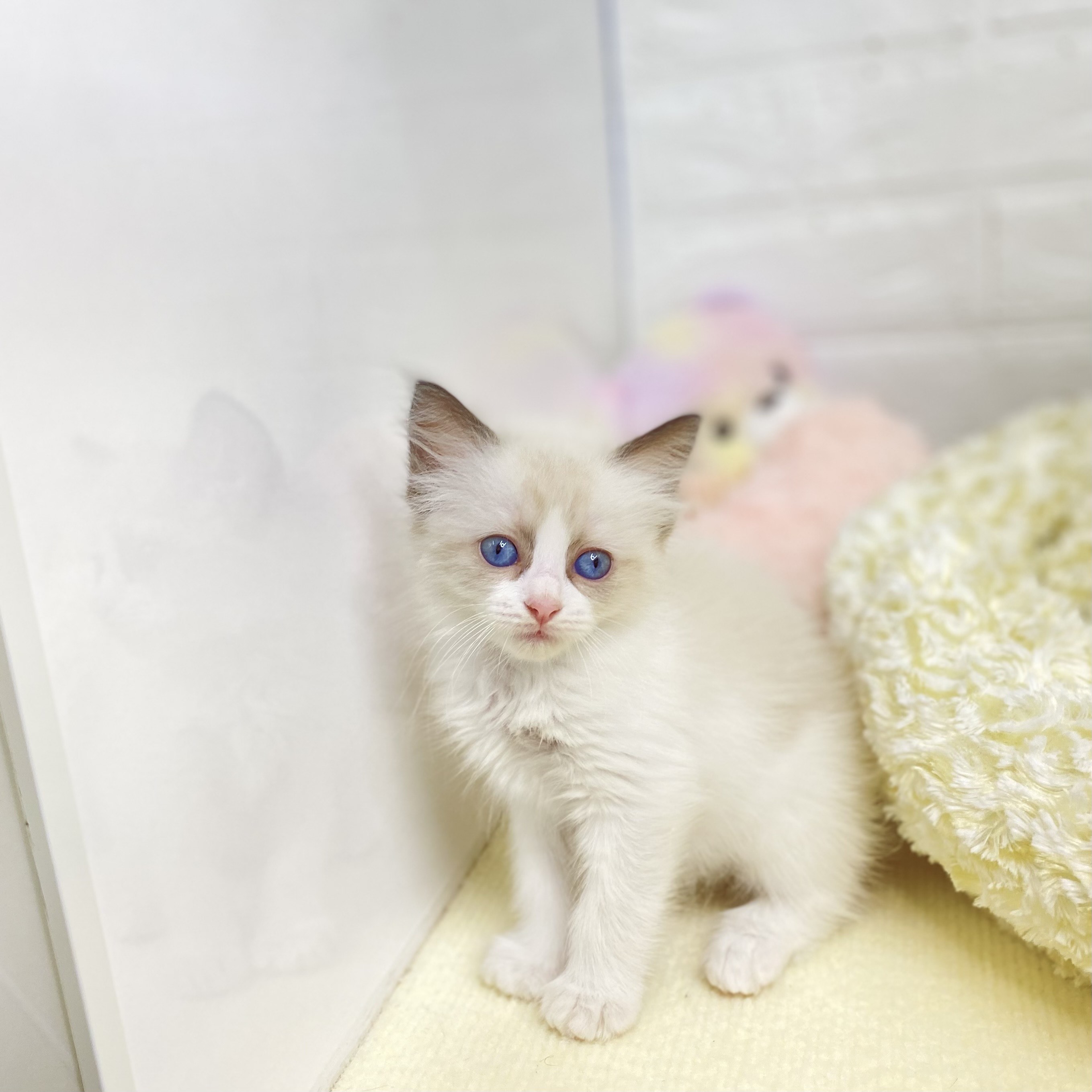 長野県のラグドール (犬の家＆猫の里長野店/2025年7月29日生まれ/女の子/シールポイントバイカラー)の子猫の1枚目の画像