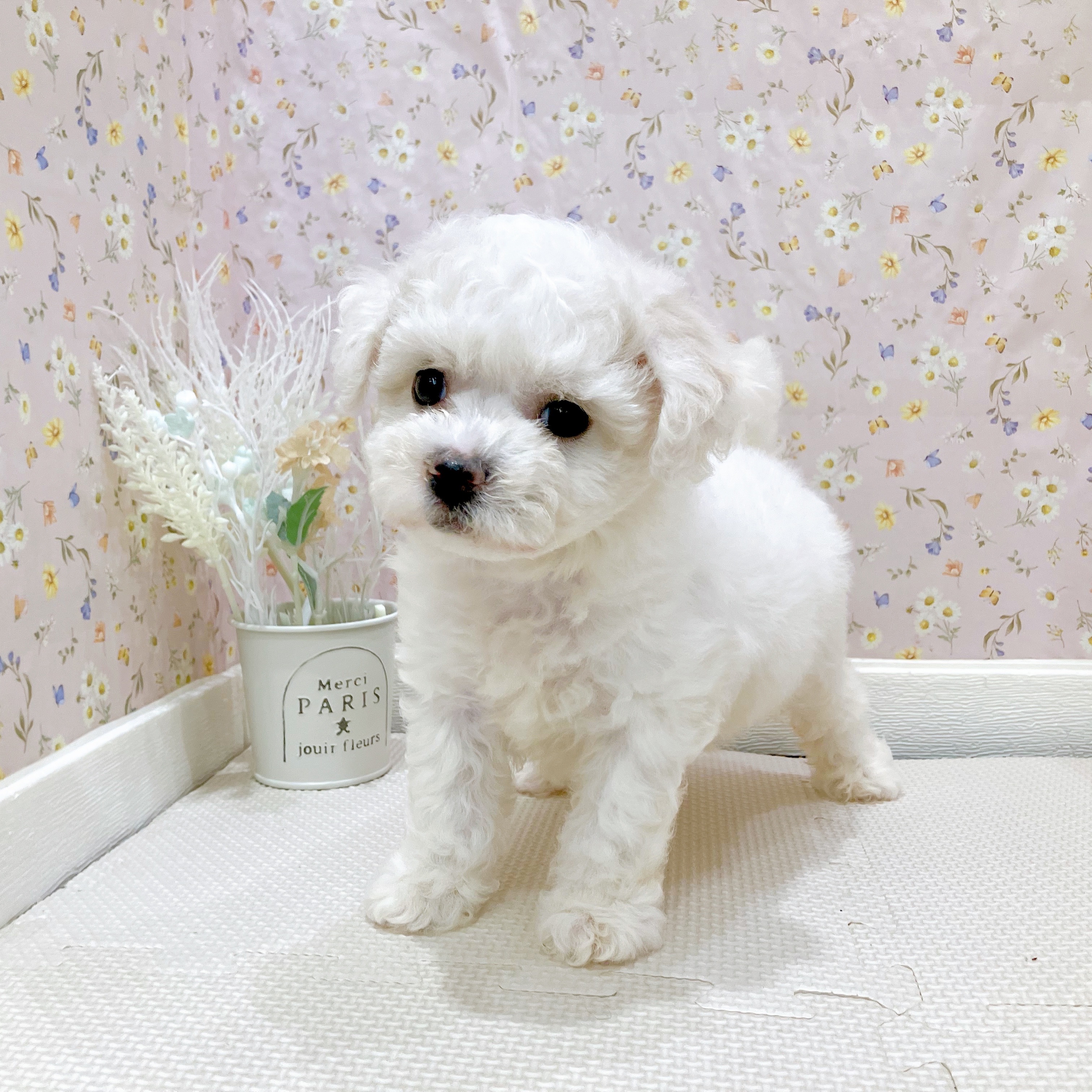 石川県のビションフリーゼ (犬の家＆猫の里金沢店/2025年7月27日生まれ/女の子/ホワイト)の子犬の4枚目の画像