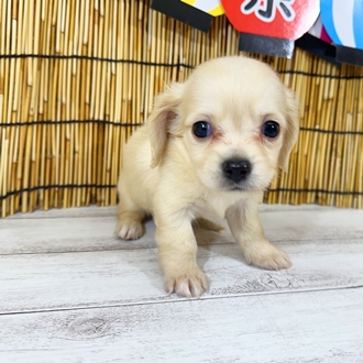 神奈川県のチワックス(チワワ×ダックス) (犬の家＆猫の里小田原店/2025年7月28日生まれ/女の子/イエロー)の子犬の4枚目の画像