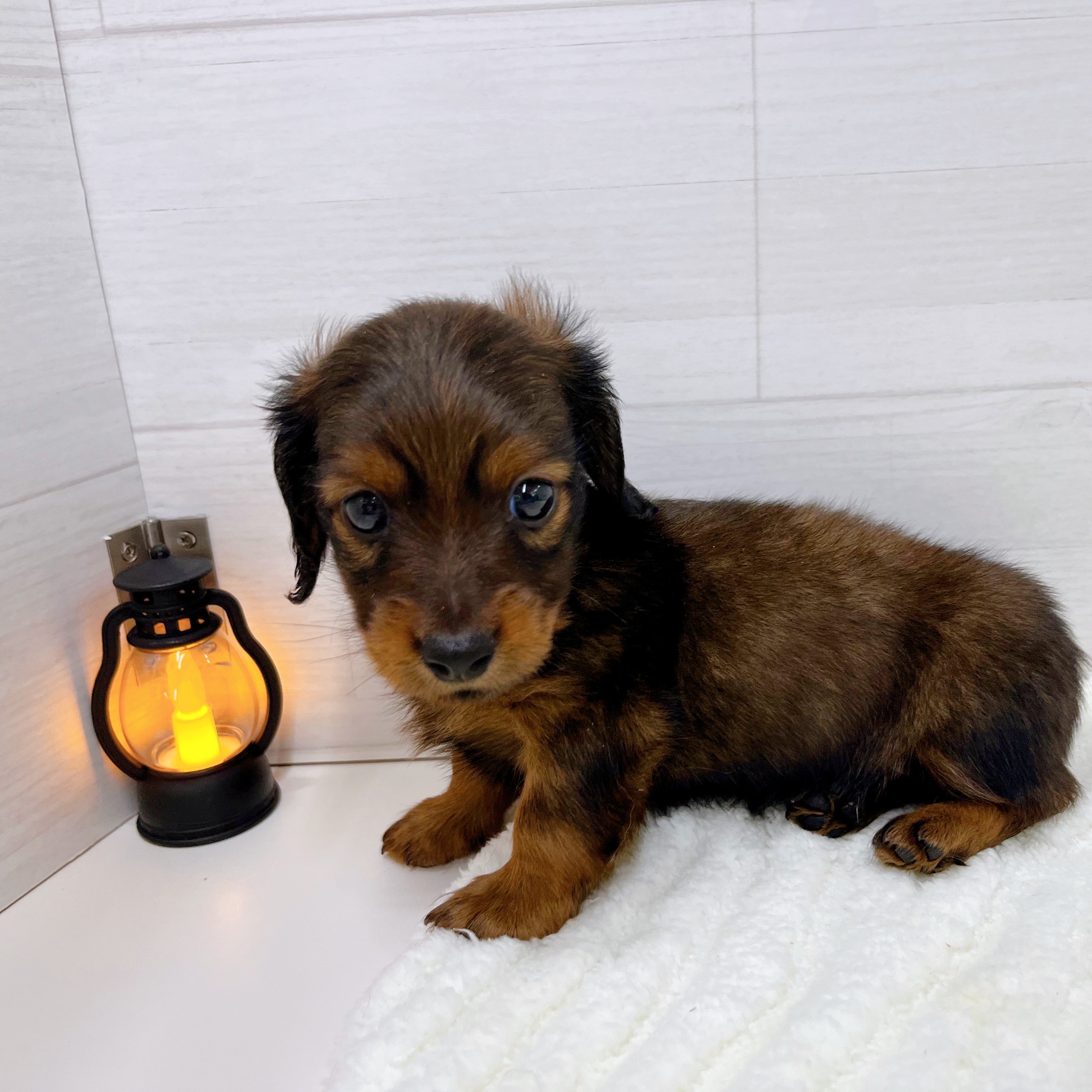 石川県のミニチュアダックスフンド(ロング) (犬の家＆猫の里アミーゴ金沢おこばた店/2025年7月26日生まれ/男の子/レッド)の子犬の4枚目の画像