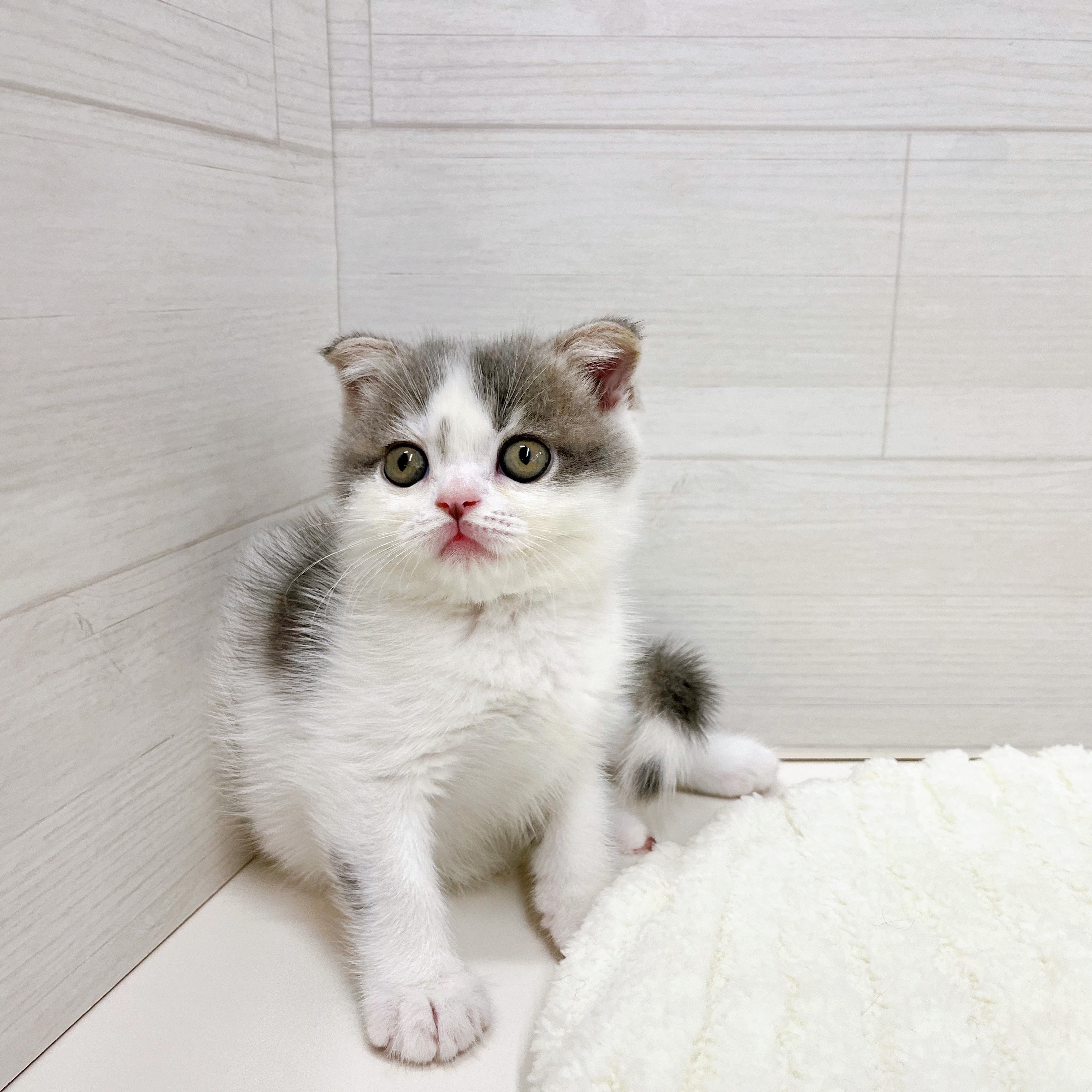 石川県のスコティッシュフォールド (犬の家＆猫の里アミーゴ金沢おこばた店/2025年7月27日生まれ/男の子/ブルーホワイト)の子猫の4枚目の画像